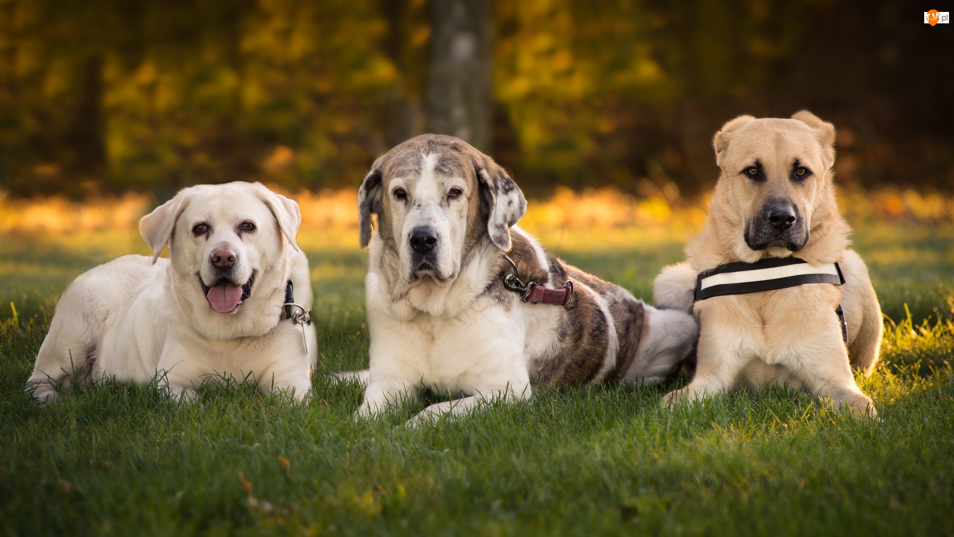 Mastif hiszpański, Trzy, Psy, Labrador retriever