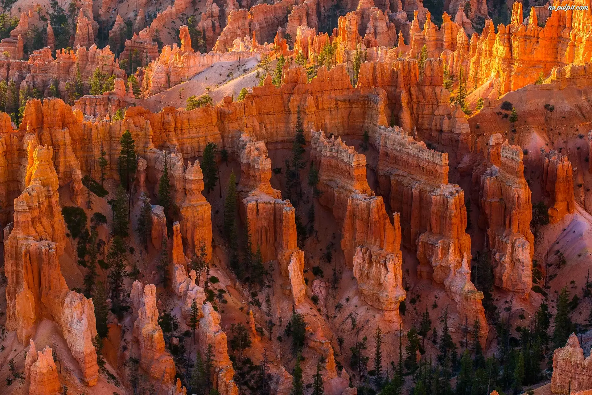 Park Narodowy Bryce Canyon, Drzewa, Stan Utah, Stany Zjednoczone, Kanion