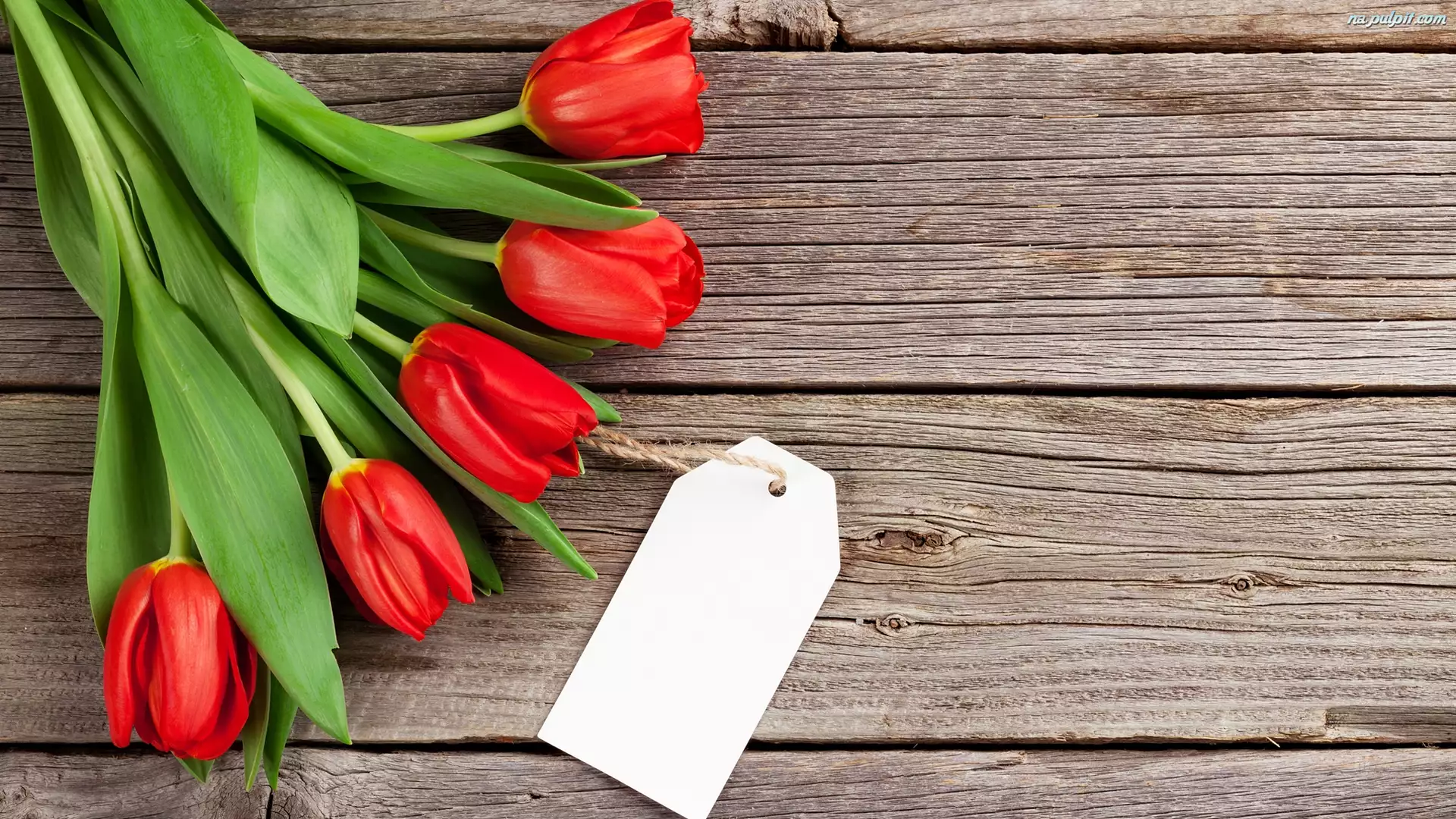 Bilecik, Kwiaty, Tulipany