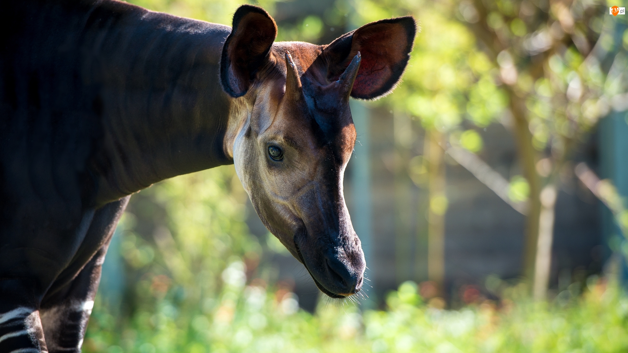 Głowa, Okapi
