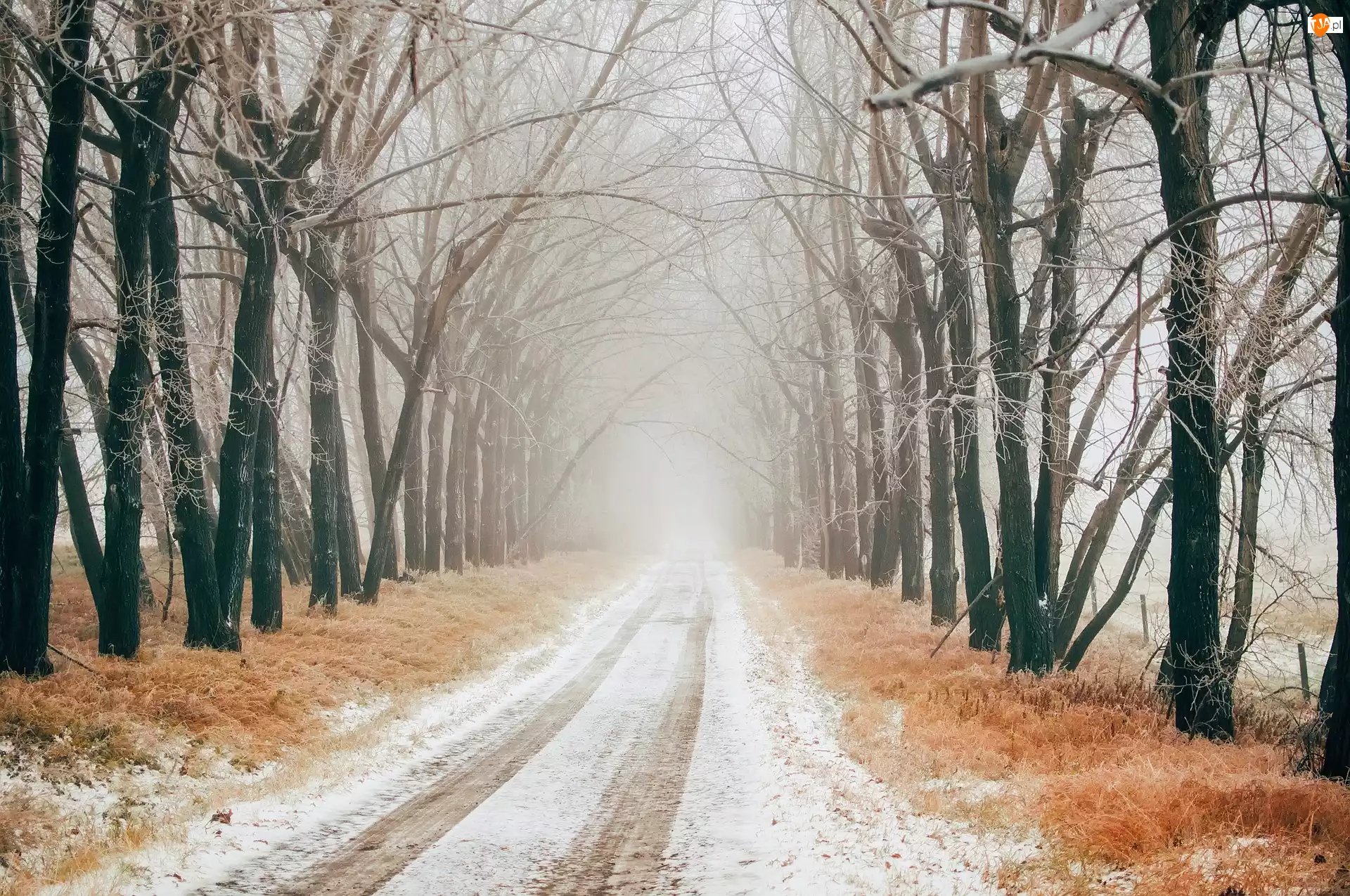 Drzewa, Zima, Droga, Mgła