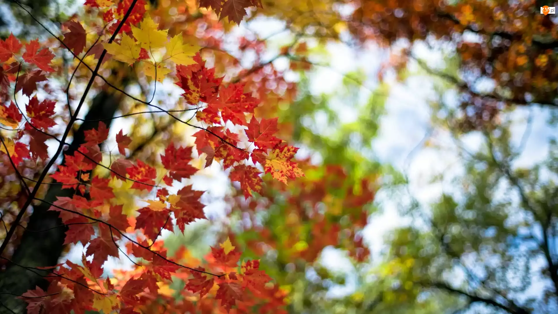 Klon, Liście, Drzewa, Jesień, Kolorowe