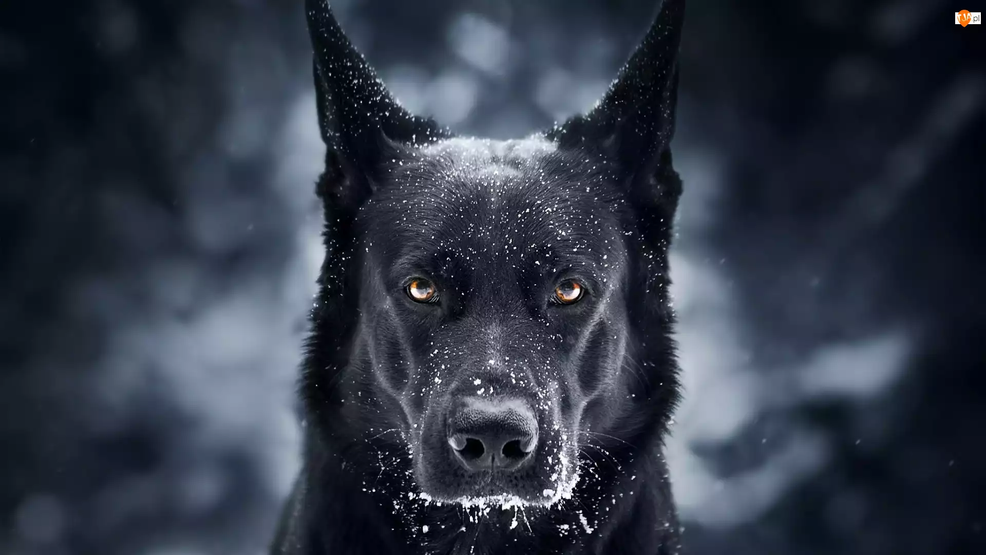 Śnieg, Pies, Czarny owczarek niemiecki, Mordka