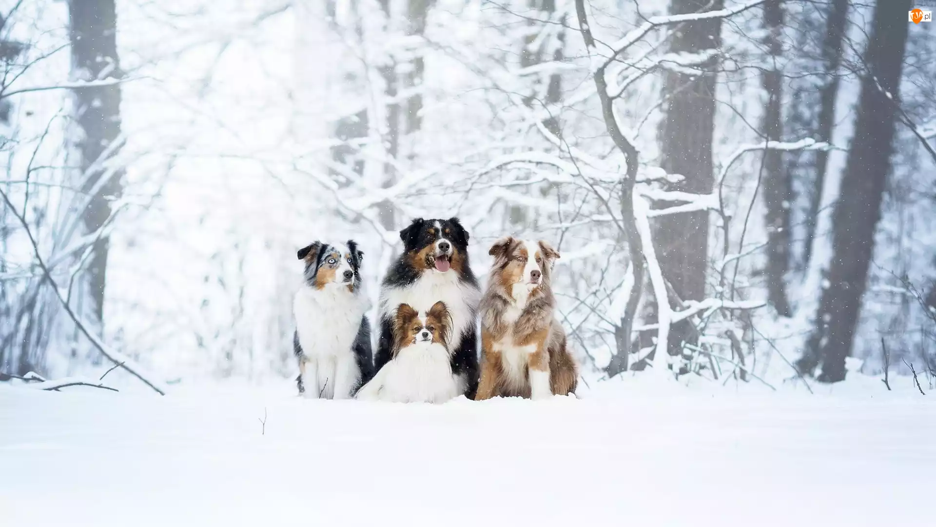 Psy, Owczarek australijski, Drzewa, Cztery, Zima, Spaniel kontynentalny miniaturowy Papillon, Berneński pies pasterski