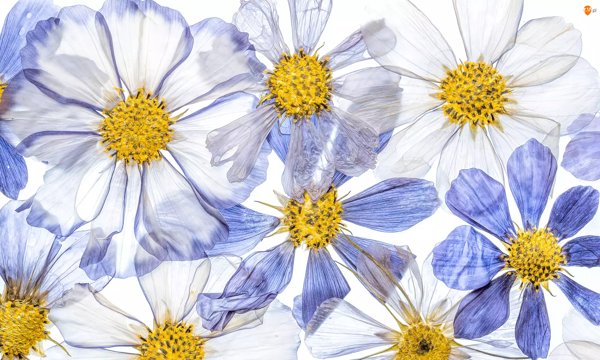 Kosmea, Białe, Niebieskie, Kwiaty