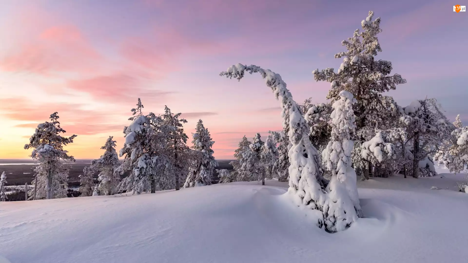 Drzewa, Laponia, Ośnieżone, Zima, Wzgórze, Gmina Posio, Park Narodowy Riisitunturi, Finlandia, Wschód słońca