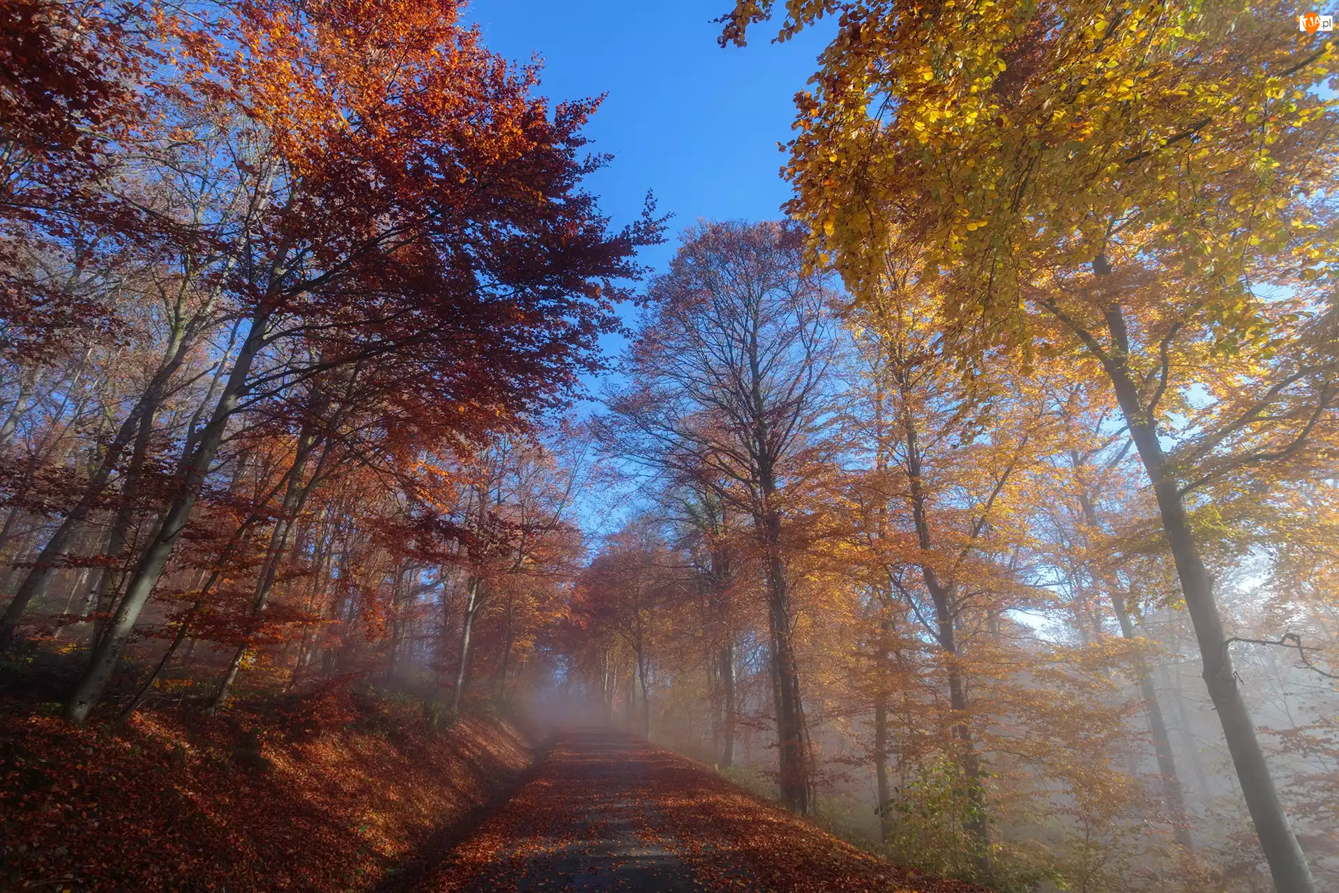 Mgła, Drzewa, Droga, Jesień