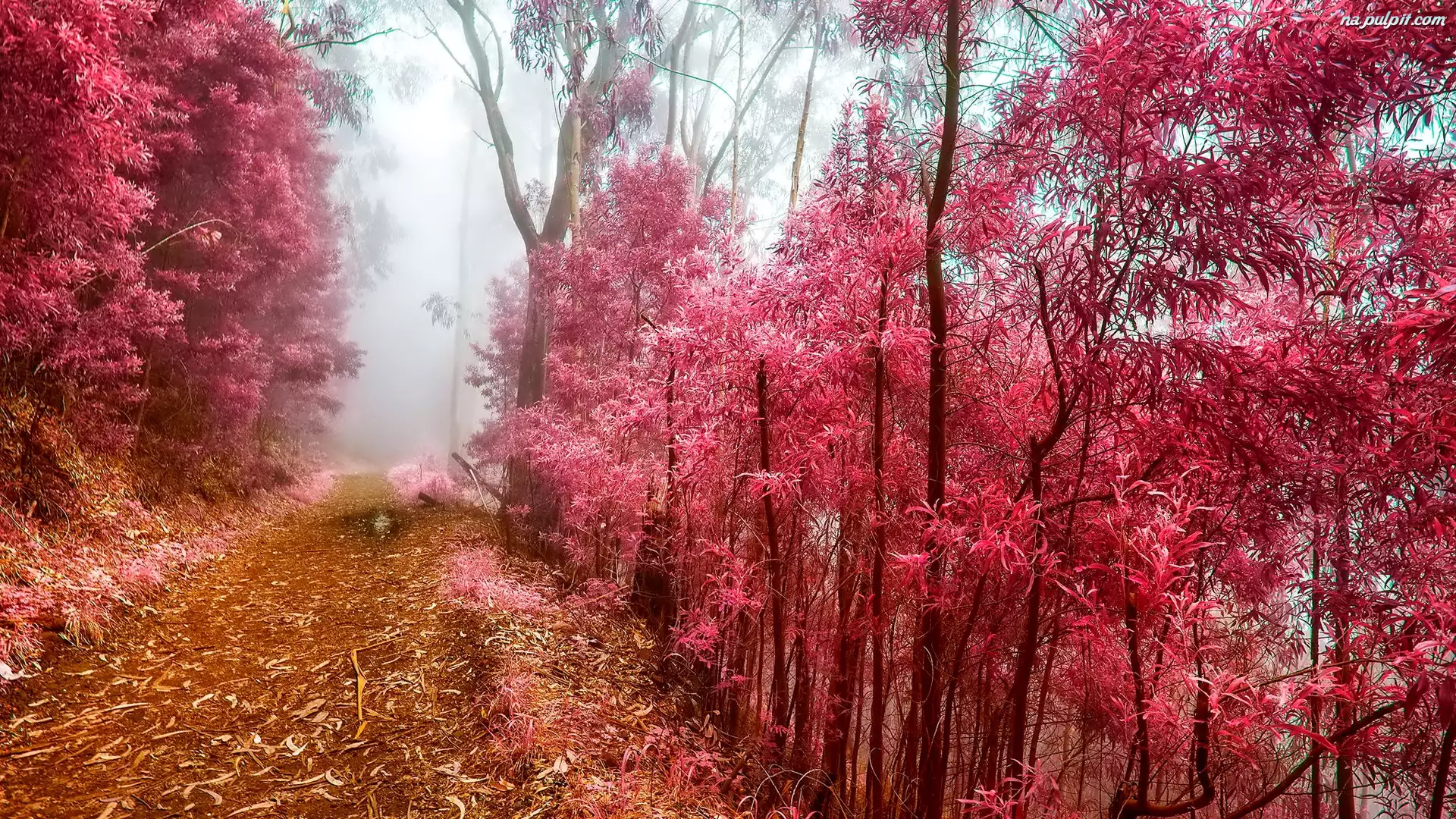 Ścieżka, Mgła, Czerwone, Jesień, Drzewa, Liście