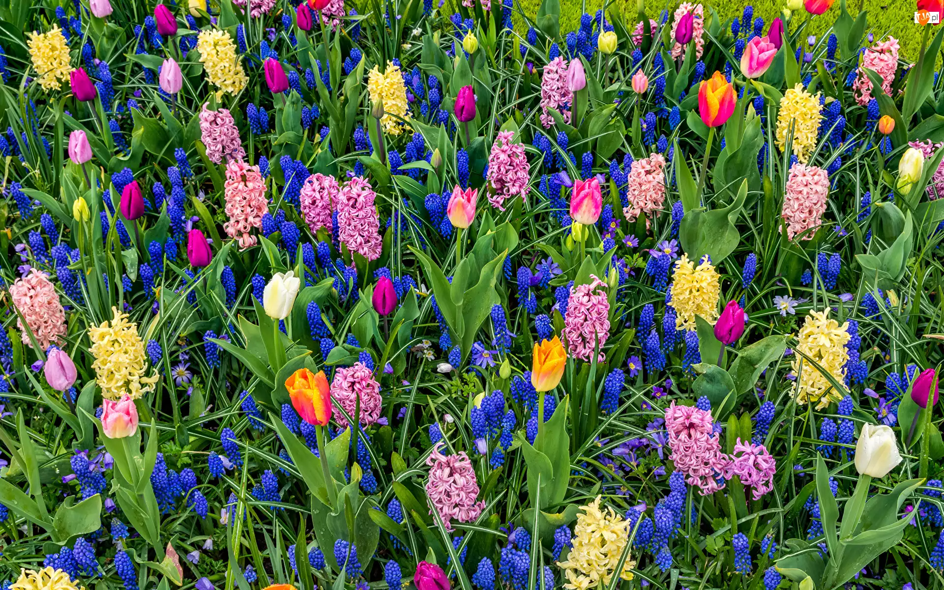 Tulipany, Hiacynty, Kwiaty, Łąka, Szafirki