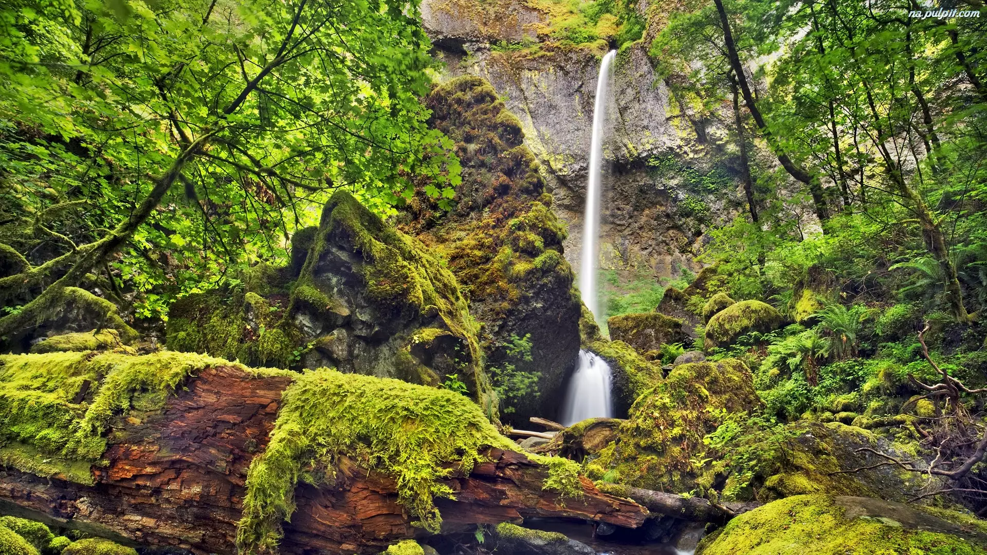 Skały, Drzewa, Krzewy, Las, Potok McCord Creek, Wodospad Elowah Falls, Stan Oregon, Rezerwat przyrody Columbia River Gorge, Stany Zjednoczone, Mech