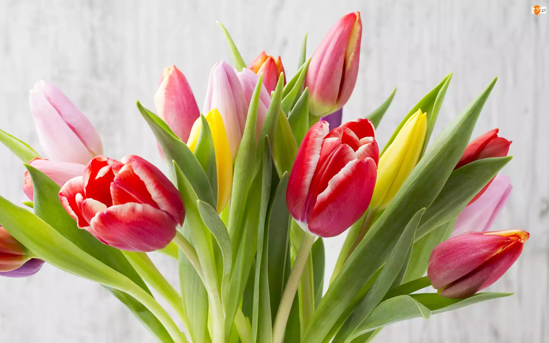Kolorowe, Kwiaty, Bukiet, Tulipany