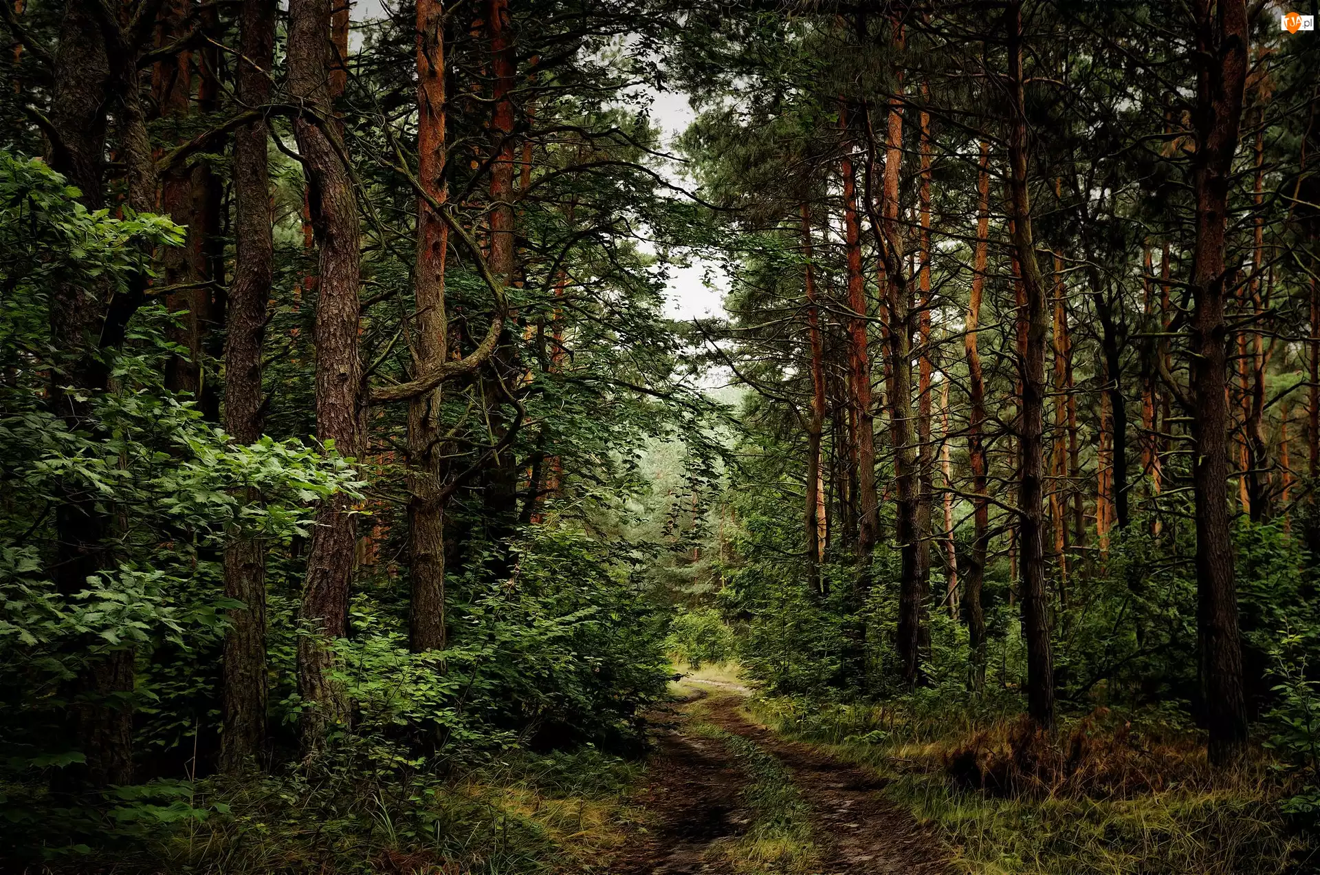 Ścieżka, Las, Drzewa, Krzewy