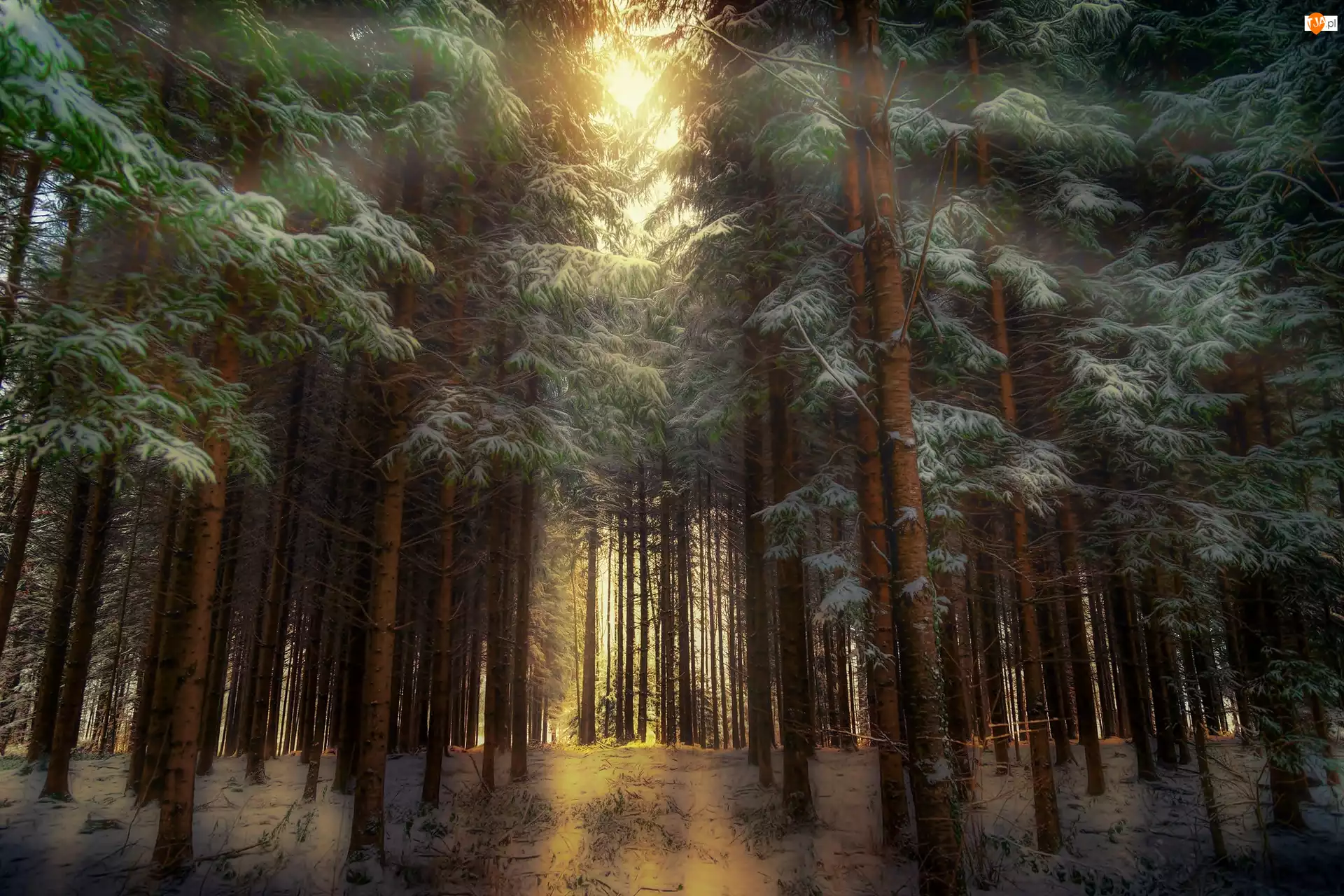 Przebijające światło, Las, Drzewa, Zima
