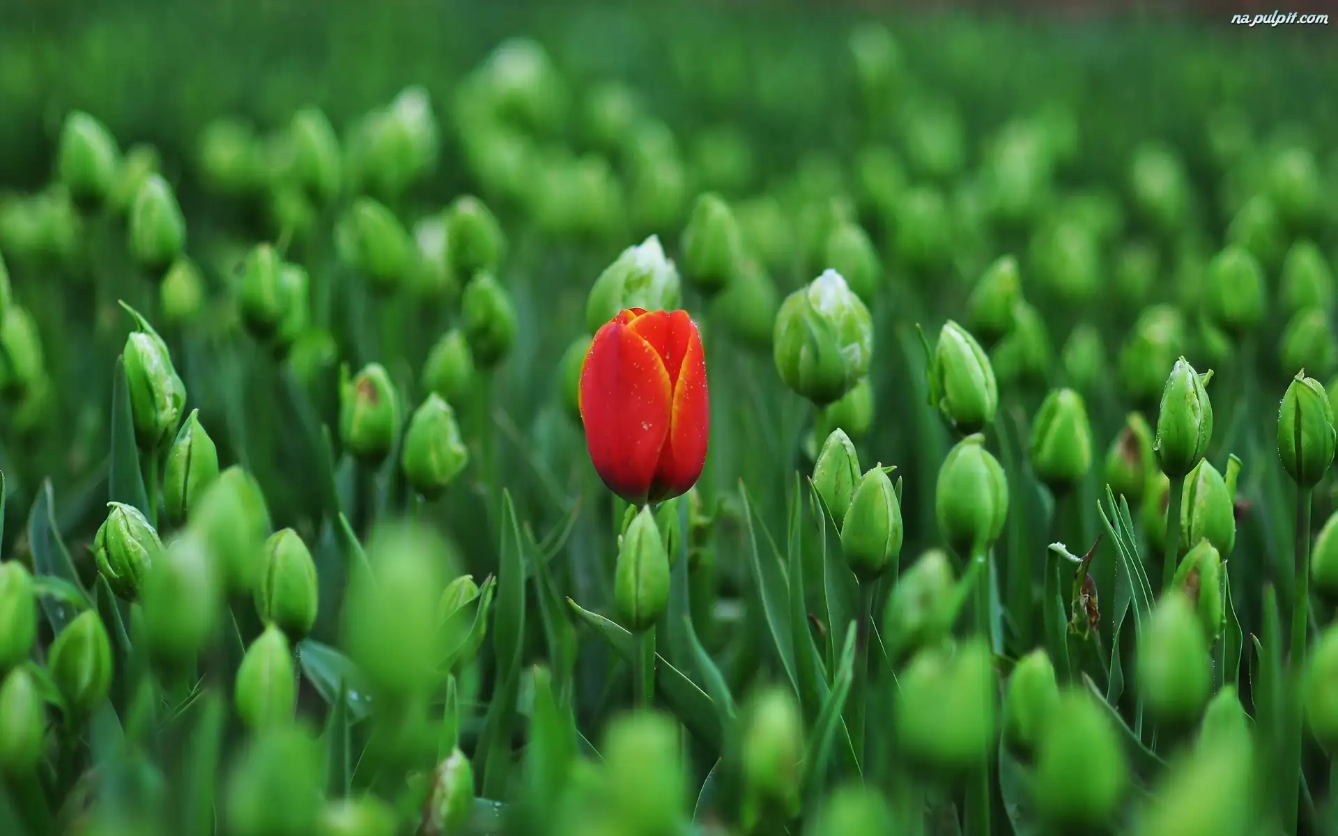 Tulipan, Kwiaty, Pączki, Czerwony