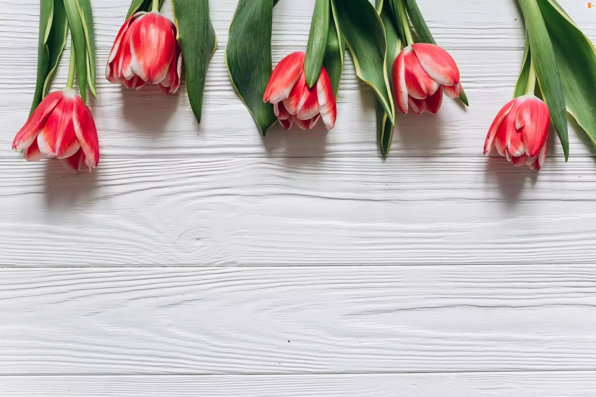 Deski, Czerwono-białe, Tulipany