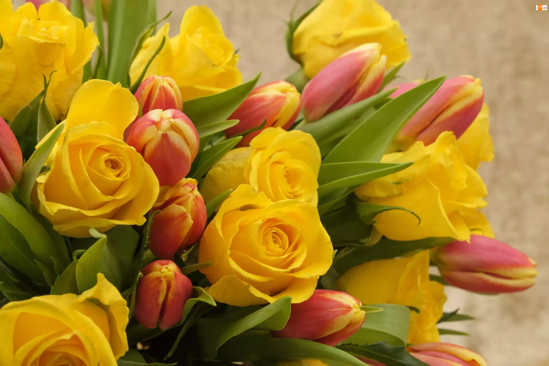 Tulipany, Kwiaty, Żółte, Róże