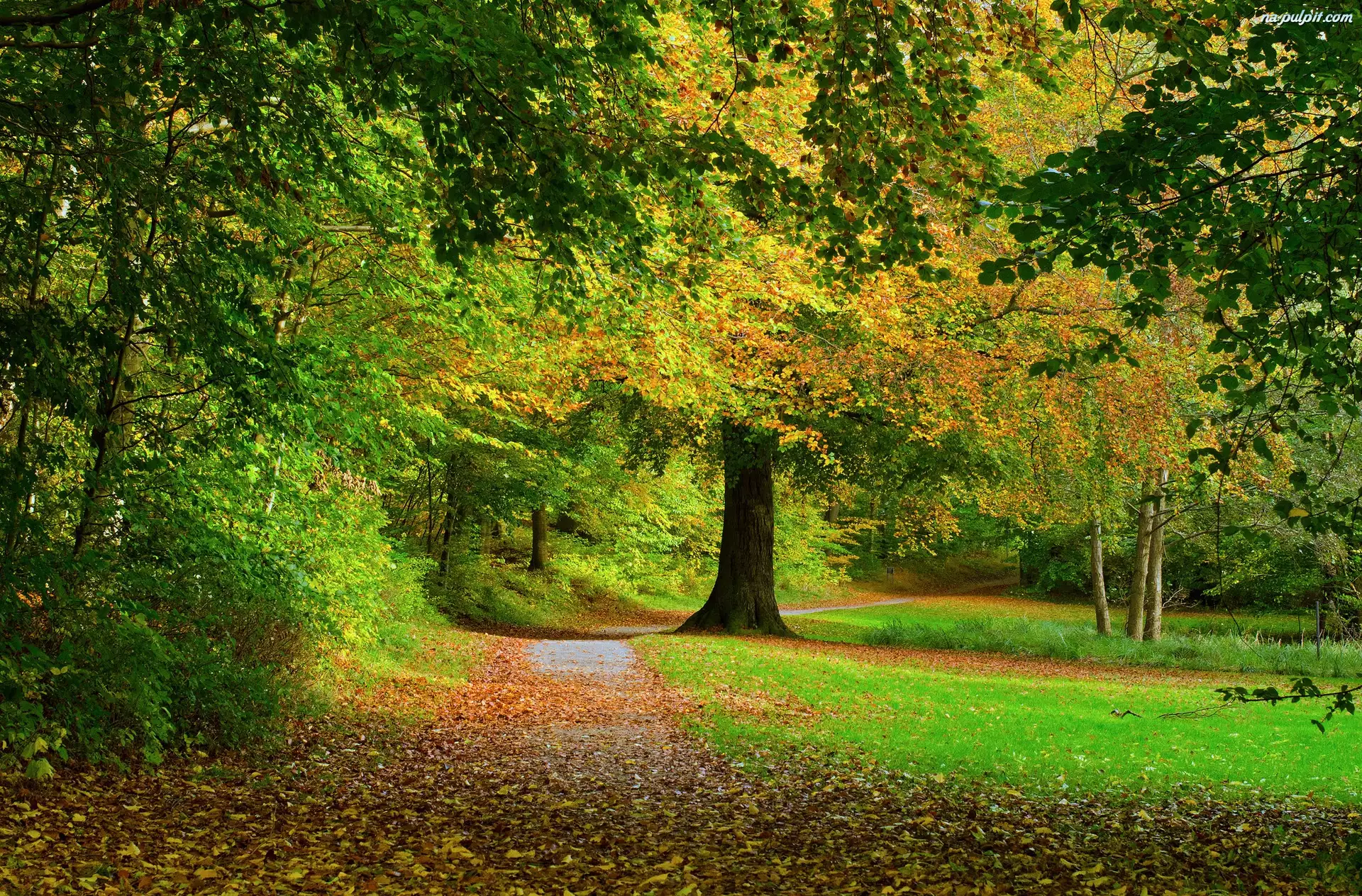 Drzewa, Jesień, Park, Droga