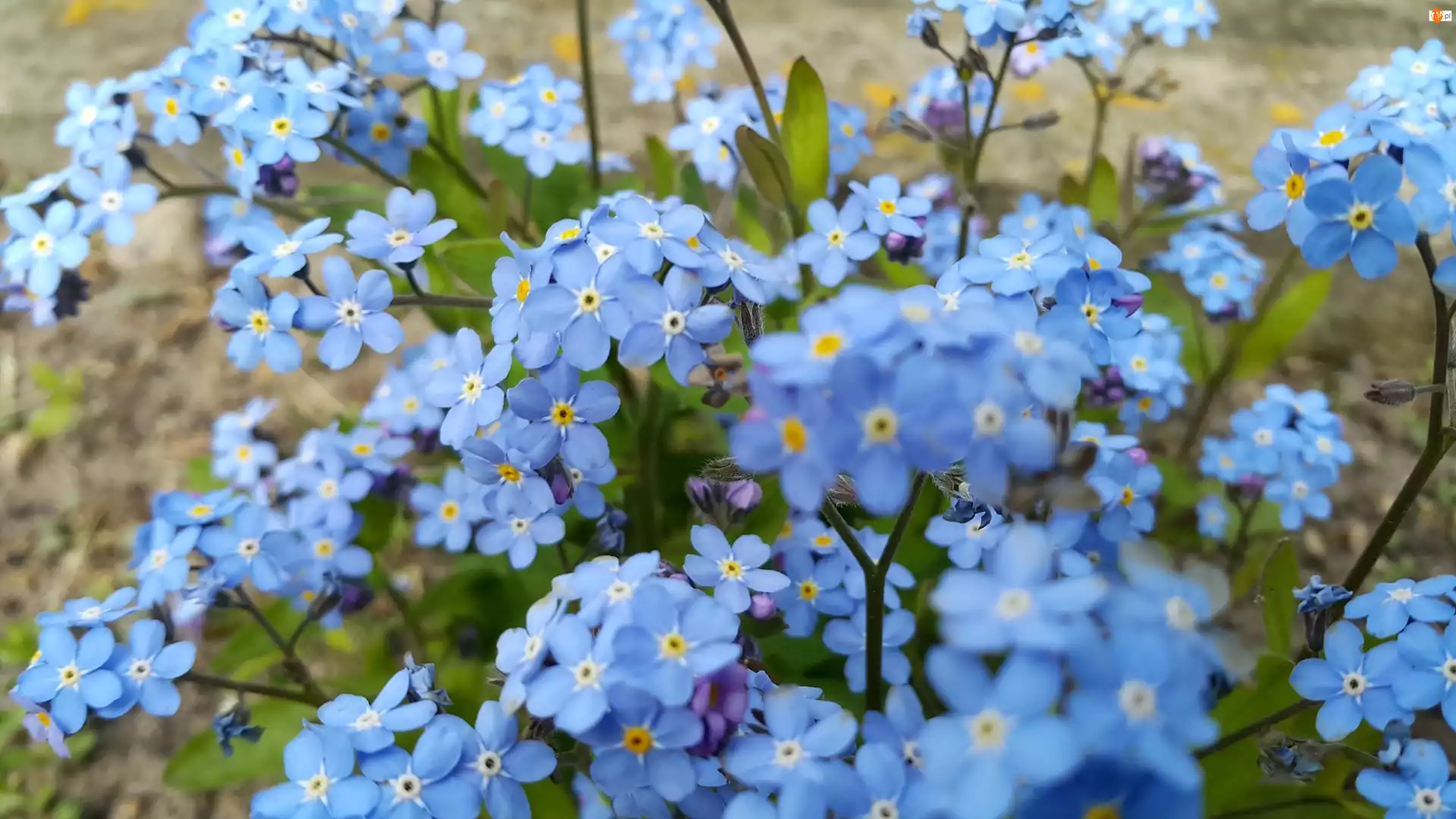 Niezapominajka, Niebieskie, Kwiaty