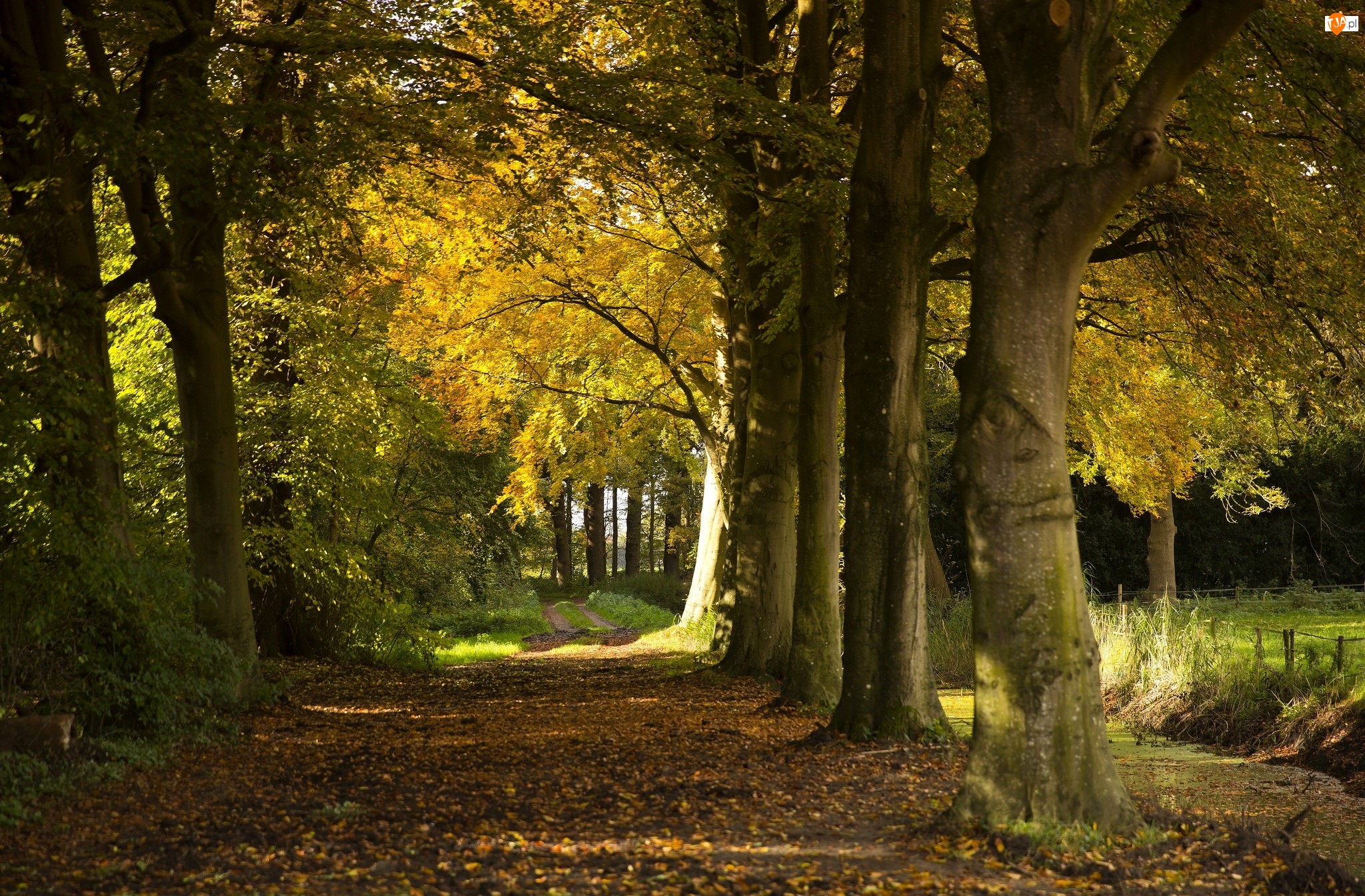 Park, Jesień, Drzewa, Ścieżka