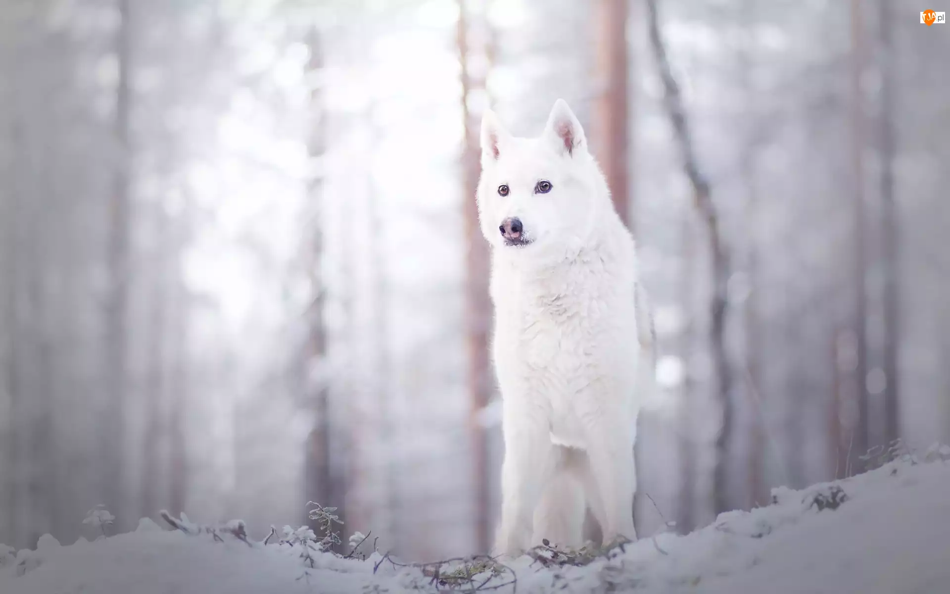 Zima, Biały, Pies