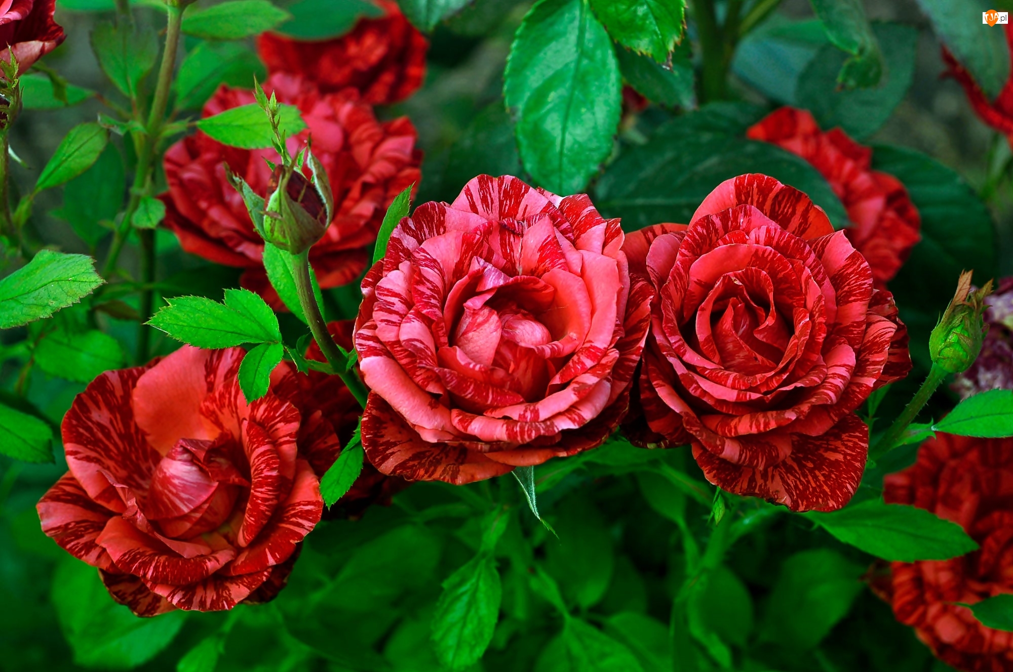 Róże, Czerwone, Dwukolorowe