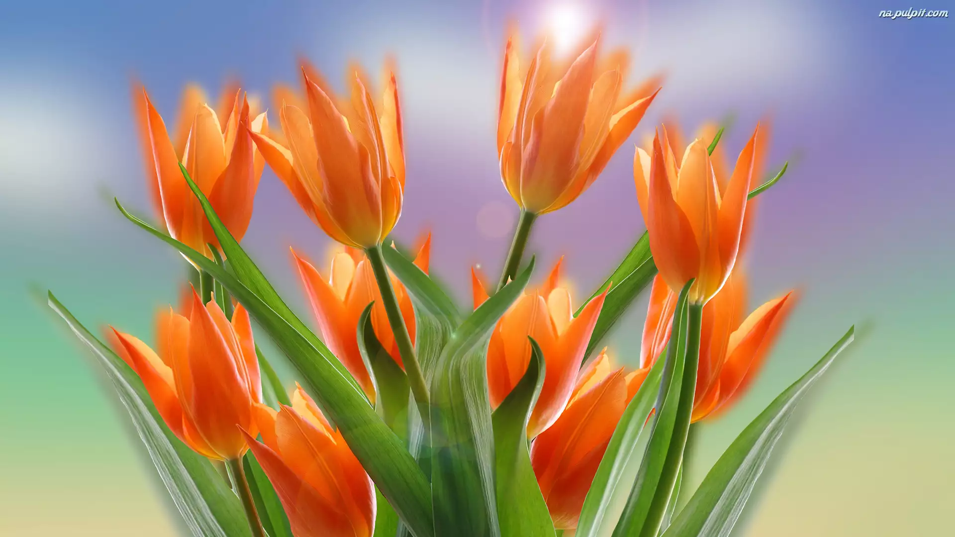 Tulipany, Kwiaty, Pomarańczowe