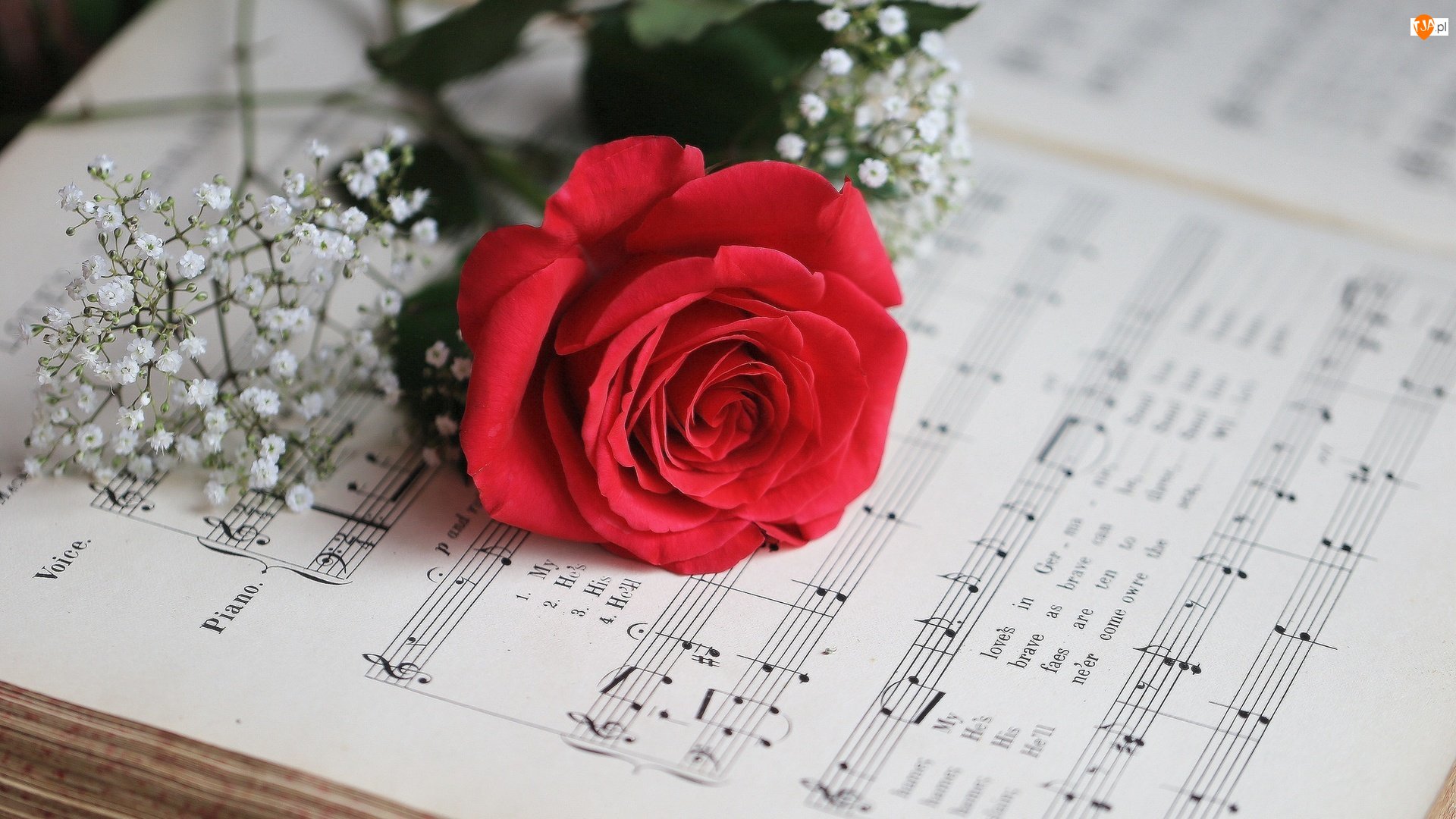 Нежная песня без слов. Ноты и цветы. Цветы для музыканта. Красивый фон с нотами и цветами. Музыкальный букет цветов.