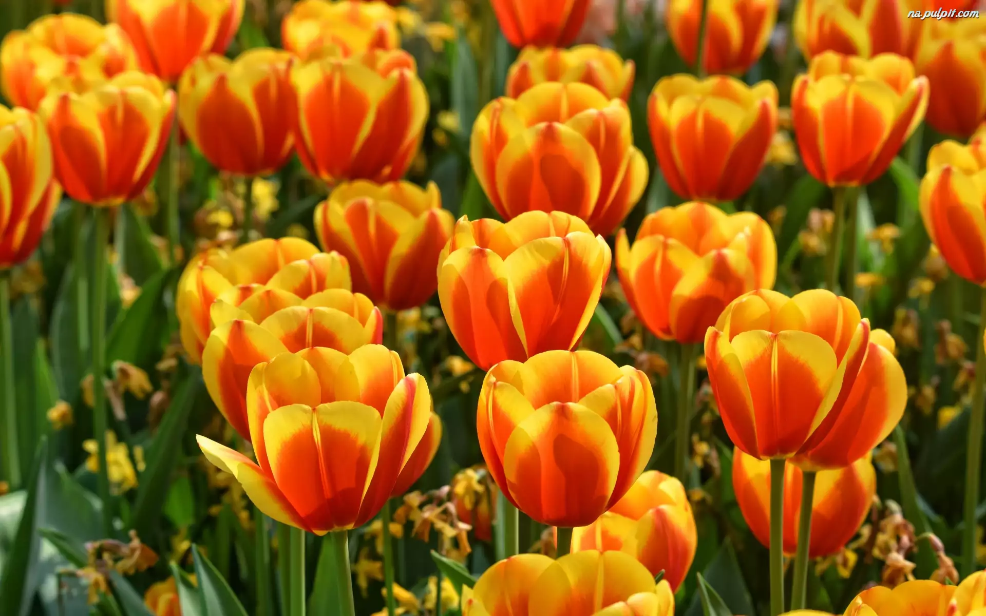 Tulipany, Pomarańczowo-żółte