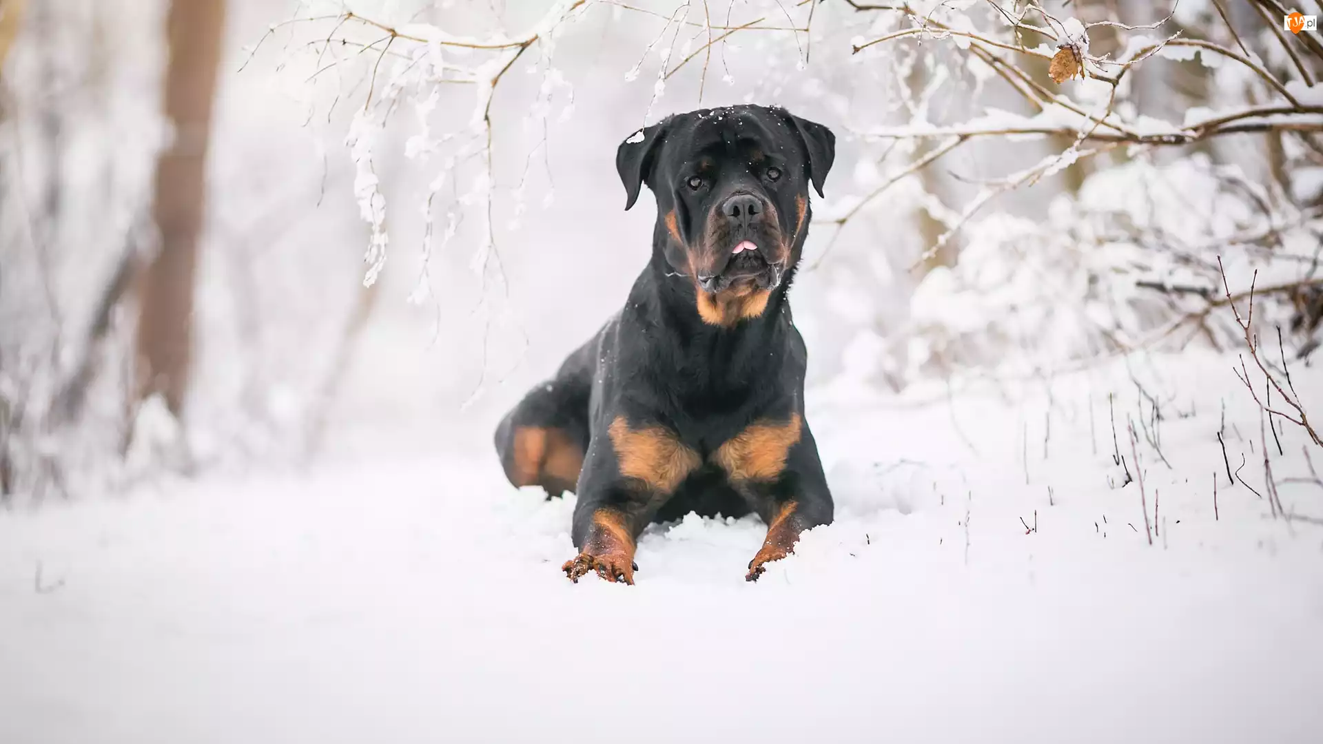 Gałązki, Pies, Rottweiler, Śnieg