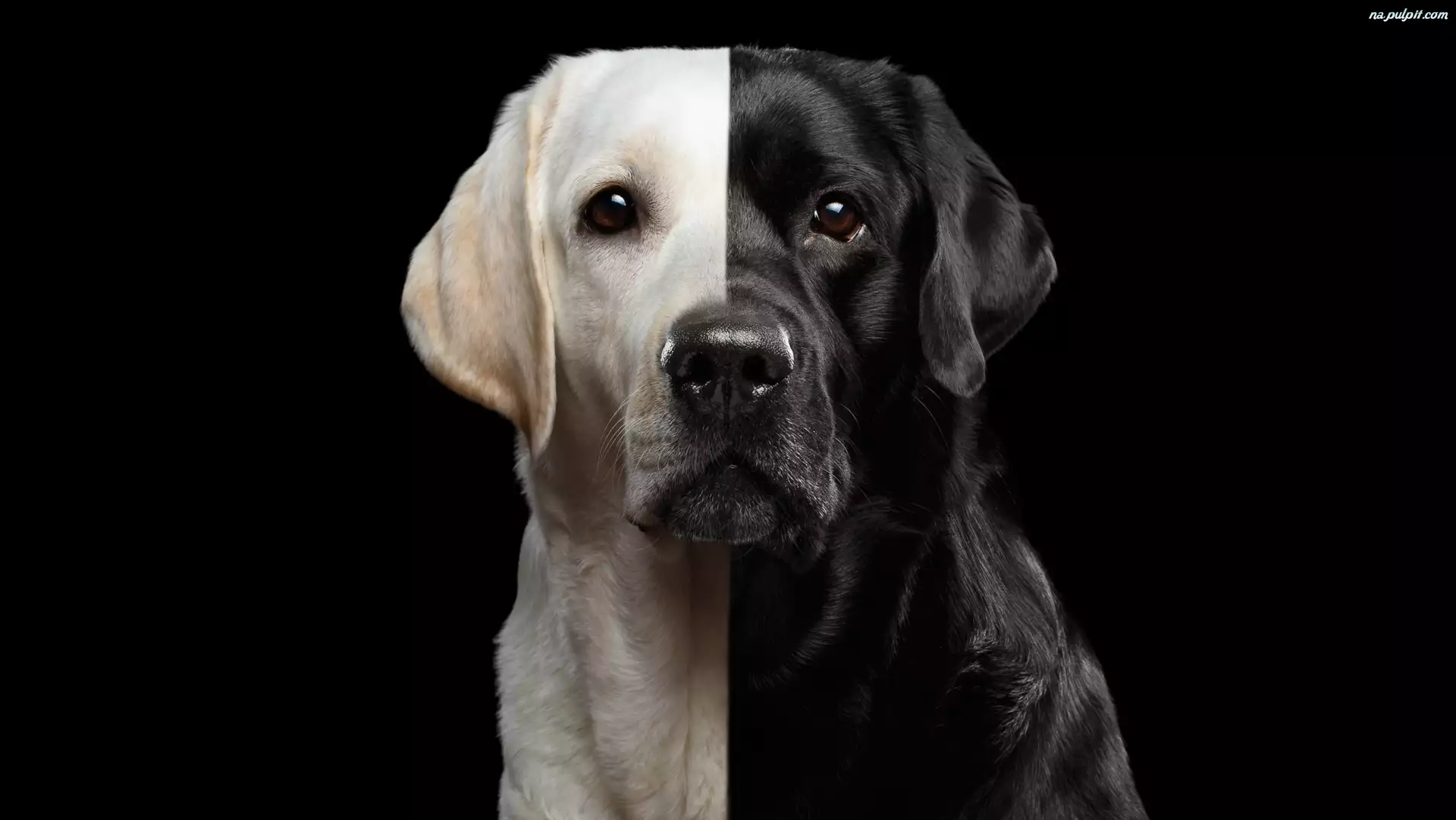 Czarno-biały, Tło, Labrador retriever, Pies, Ciemne
