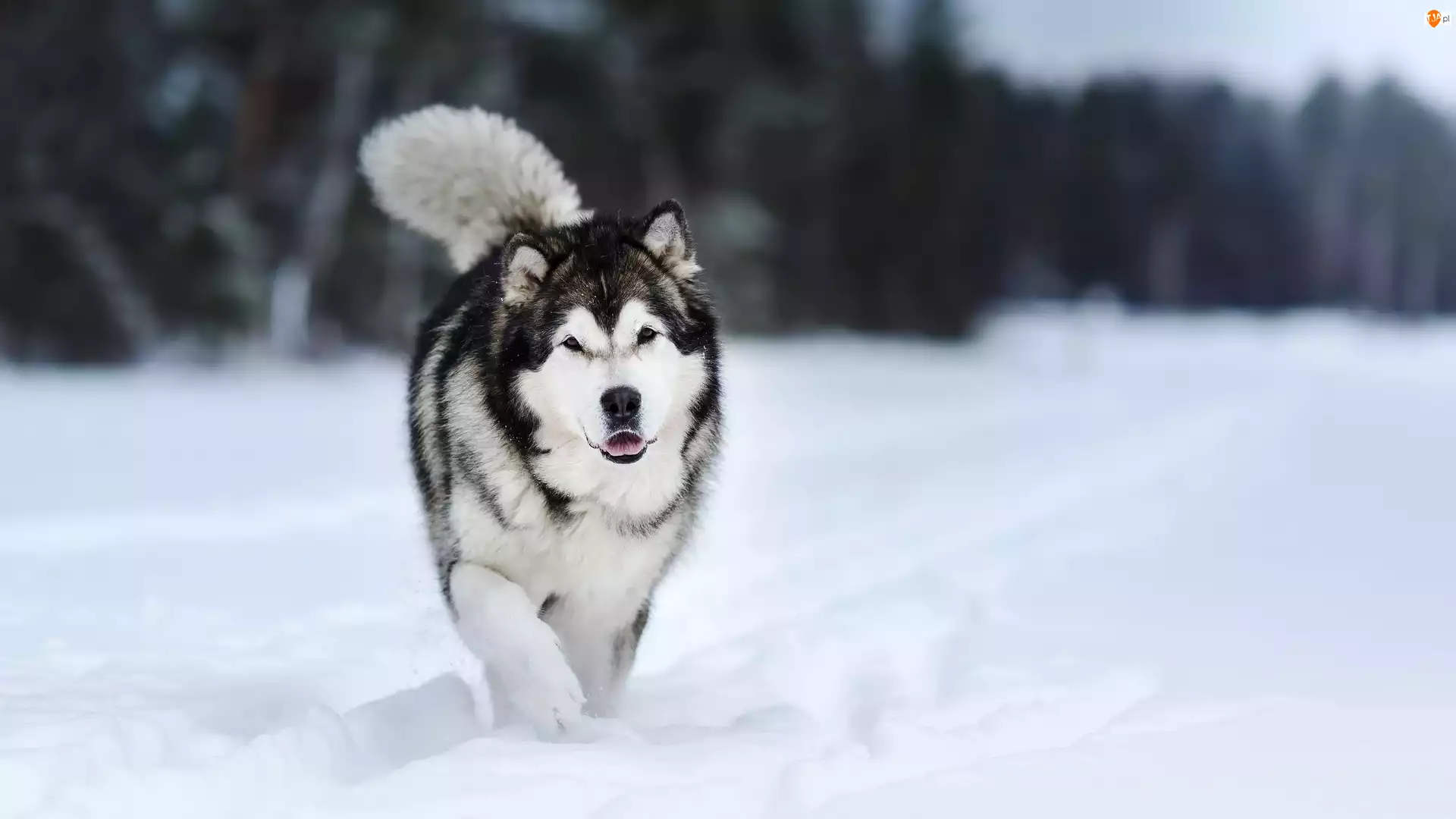 Śnieg, Pies, Alaskan malamute