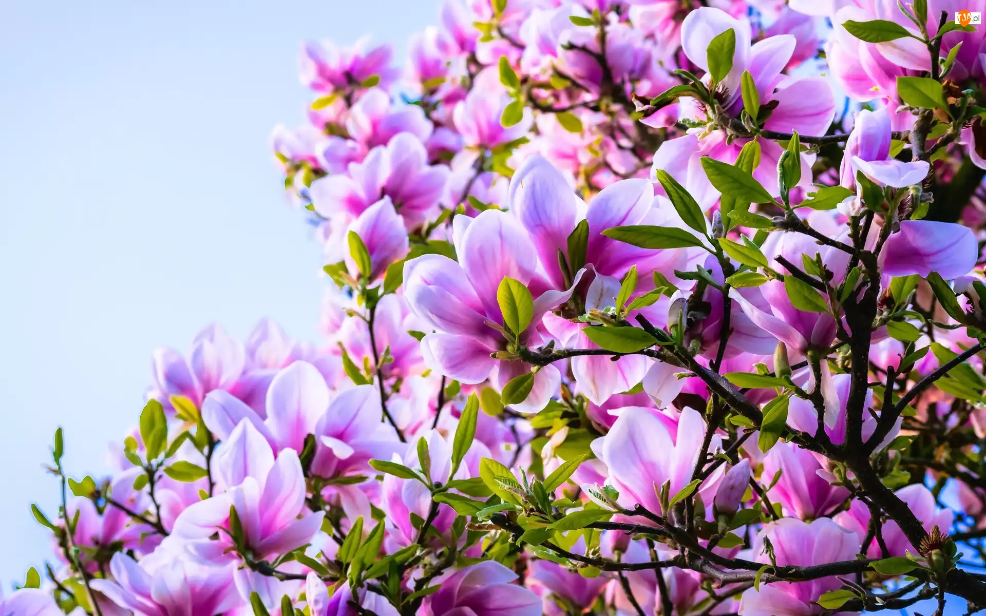 Magnolia, Wiosna, Różowa