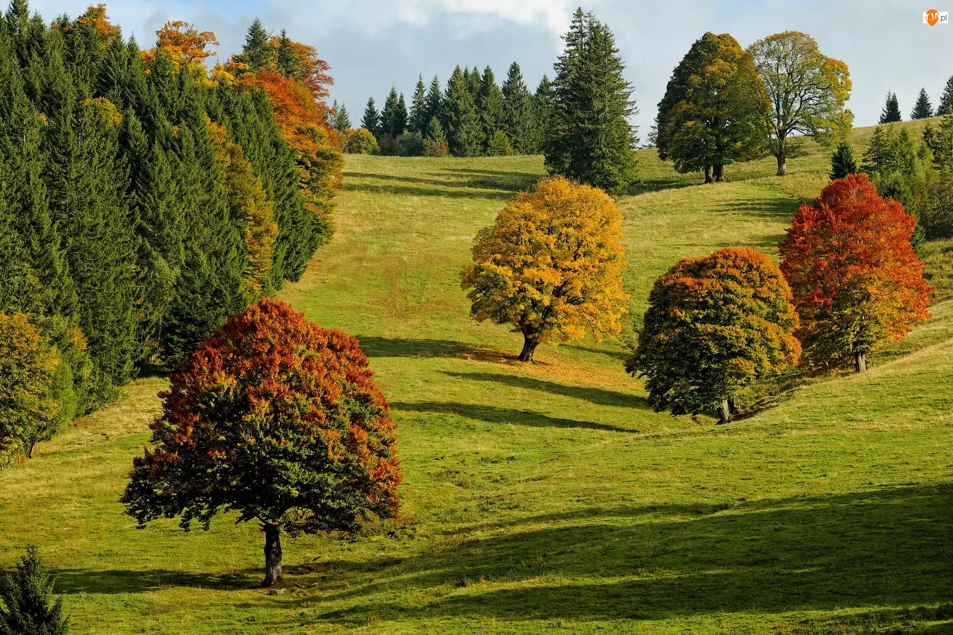 Wzgórze, Jesień, Kolorowe, Drzewa