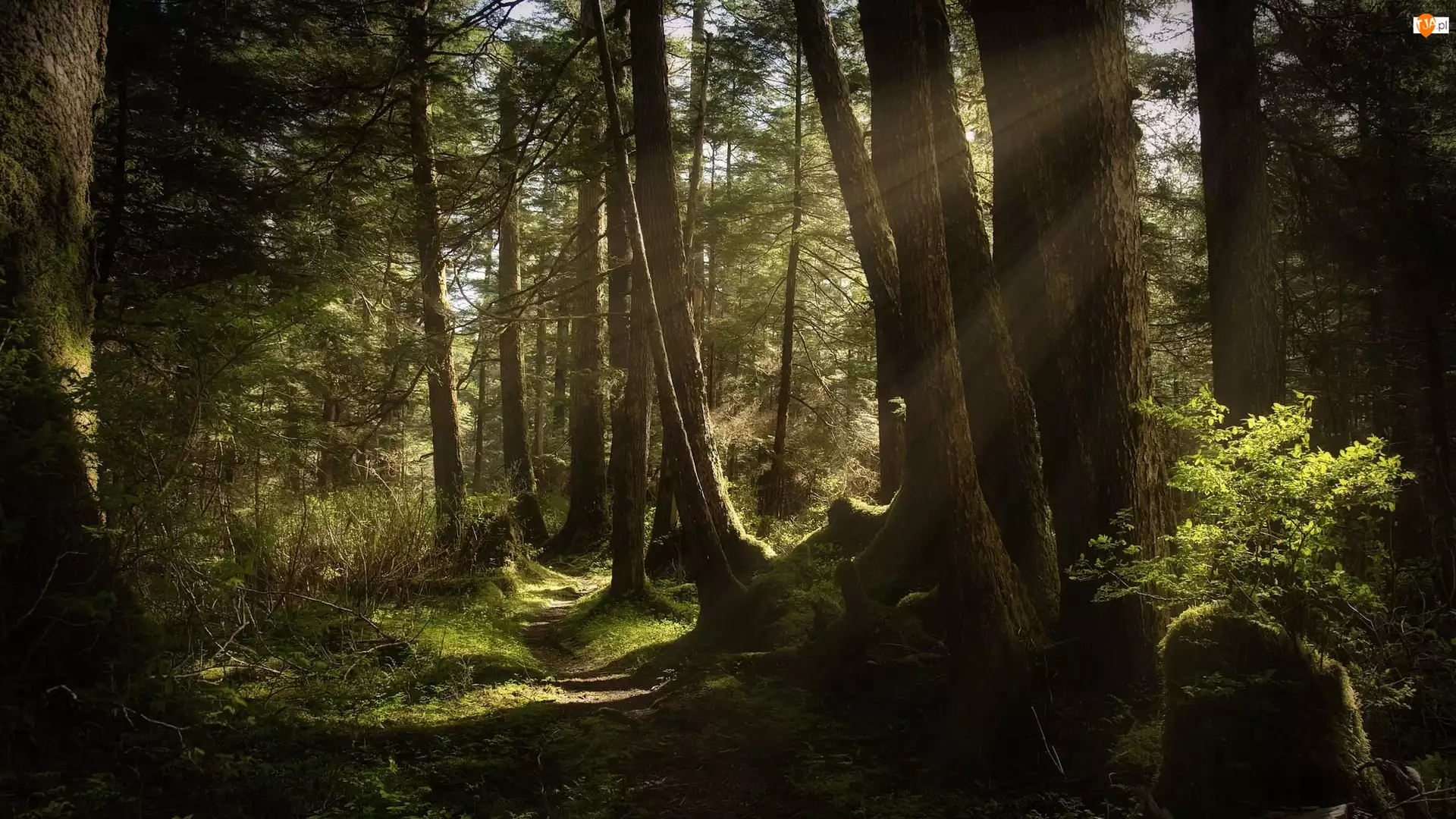 Ścieżka, Las, Przebijające światło, Drzewa