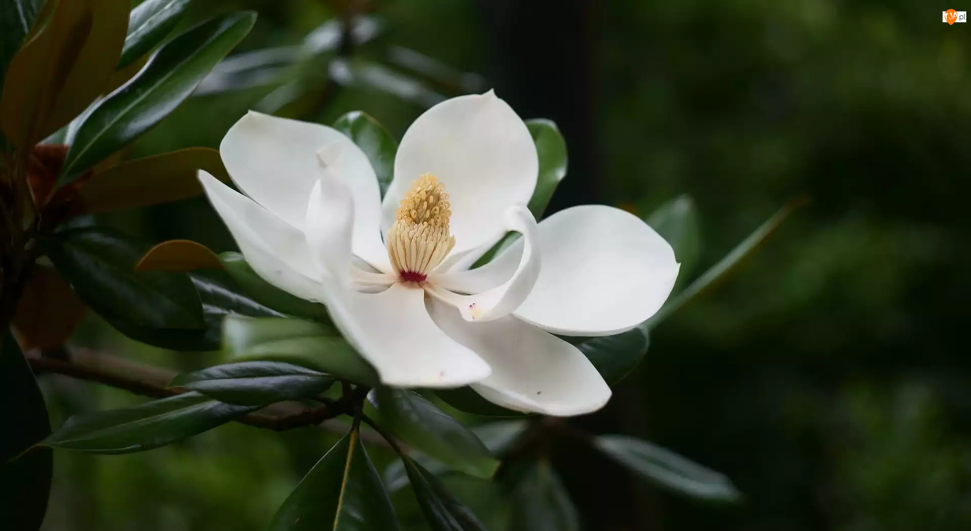 Biała, Magnolia wielkokwiatowa, Pręciki, Liście, Rozwinięta, Gałązka