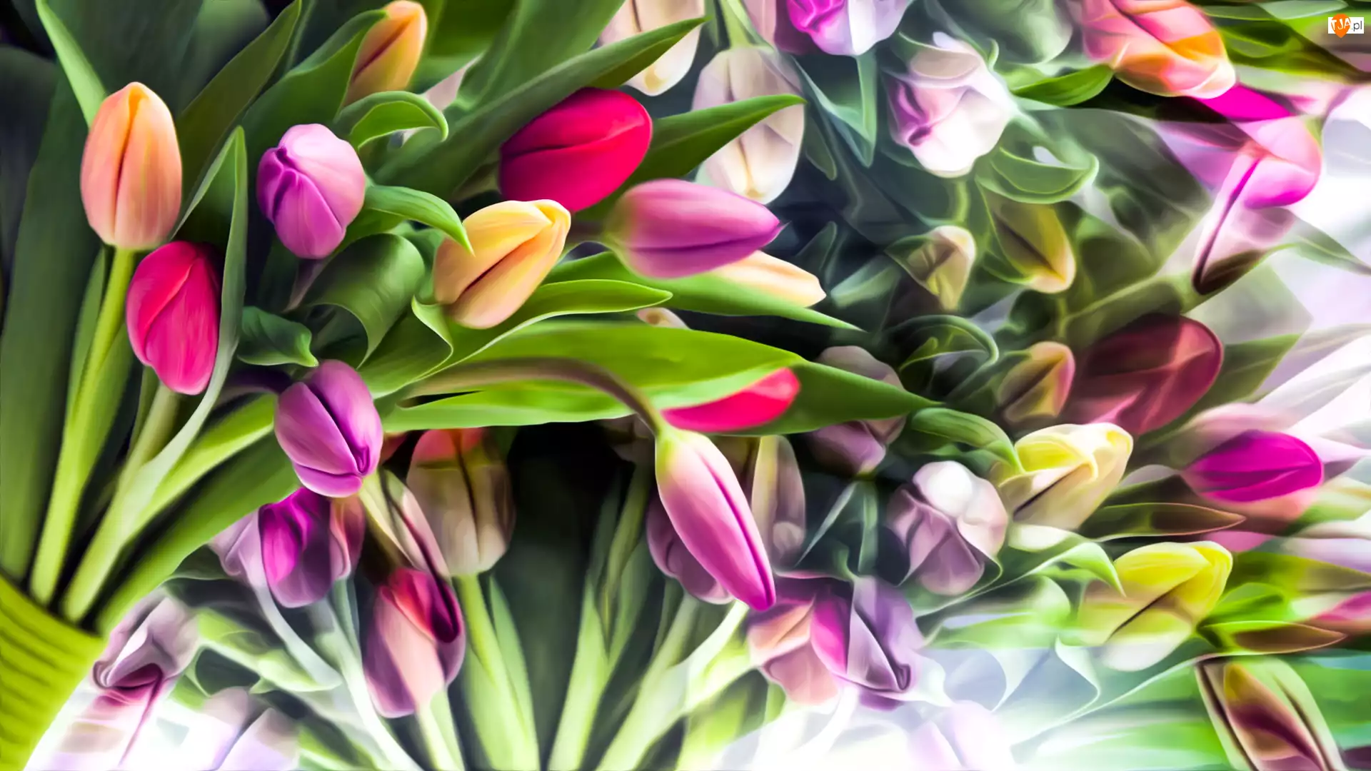 Grafika, Kwiaty, Kolorowe, Tulipany