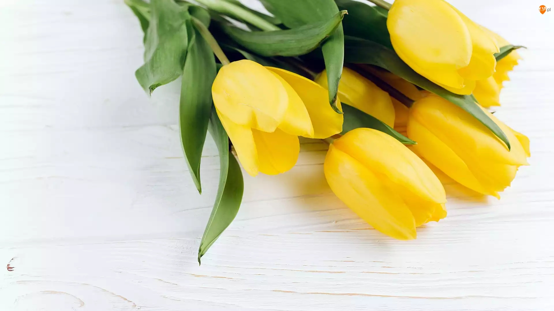 Deski, Kwiaty, Żółte, Tulipany