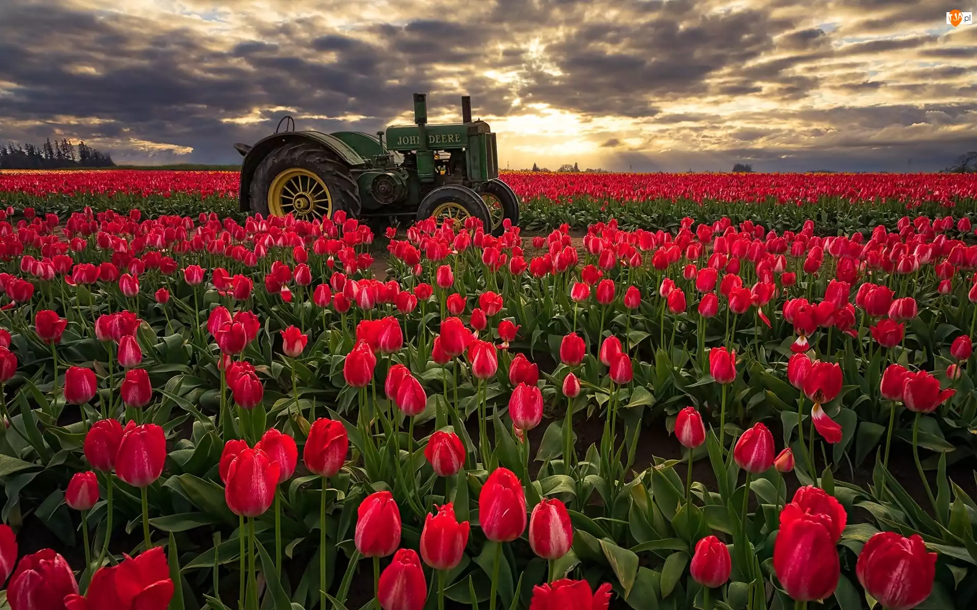 Tulipany, Traktor, Stany Zjednoczone, Pole, Stan Oregon, Hrabstwo Clackamas, Wschód słońca