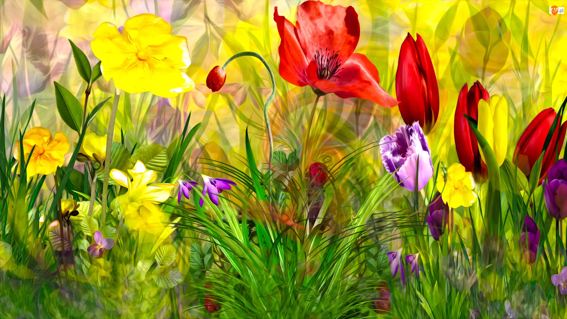 Tulipany, Grafika 2D, Maki, Kwiaty, Trawa