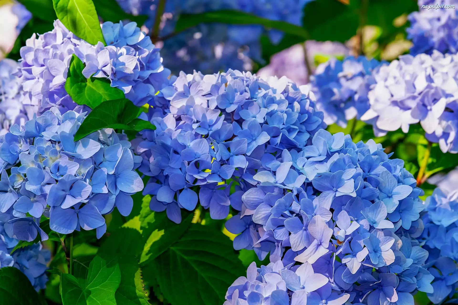 Hortensje, Kwiaty, Niebieskie