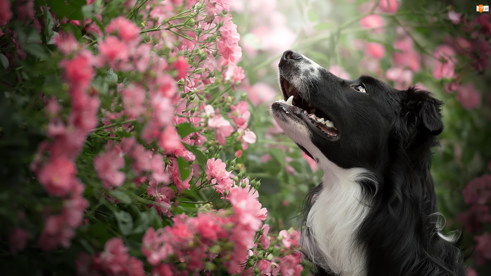 Krzew, Kwiatki, Border collie, Pies, Różowe