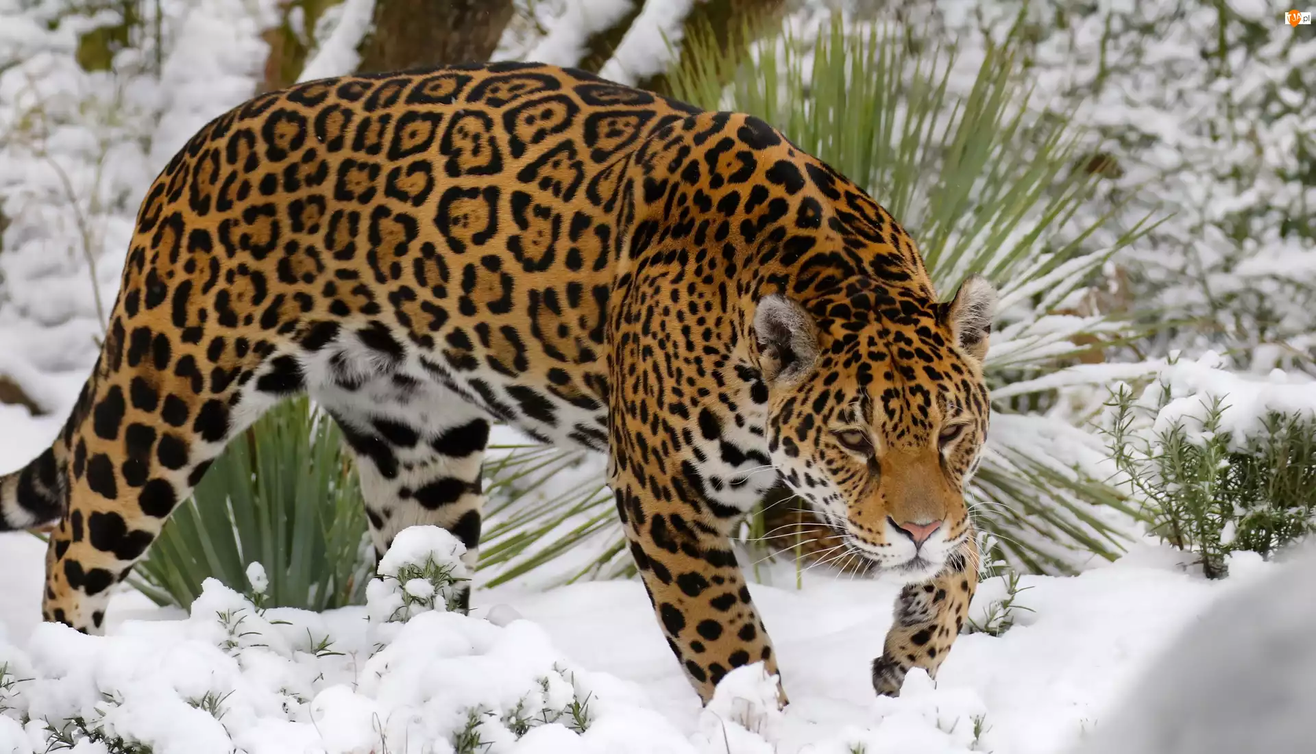 Rośliny, Jaguar, Śnieg