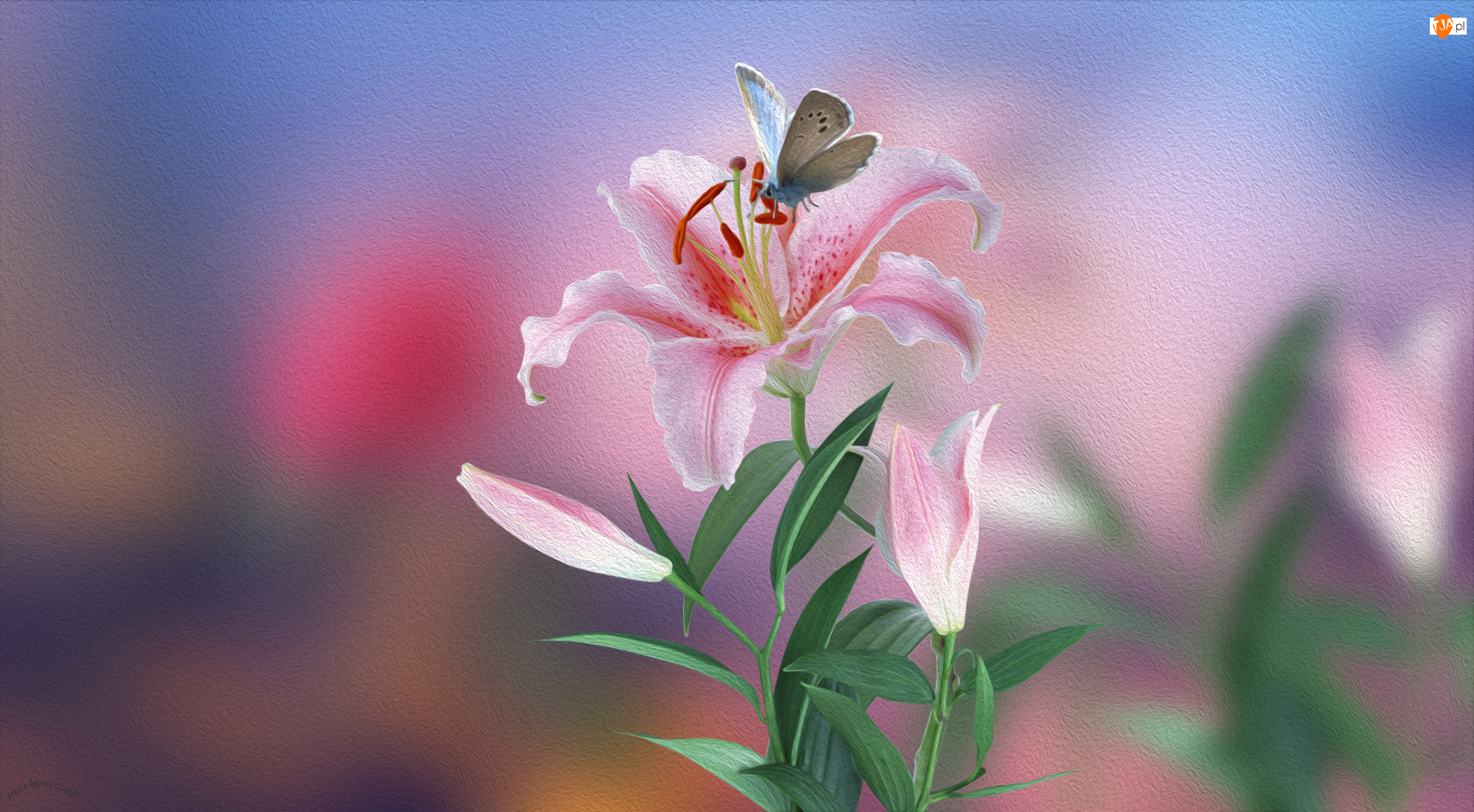 Lilia, Grafika, Różowa, Kwiat, Motyl