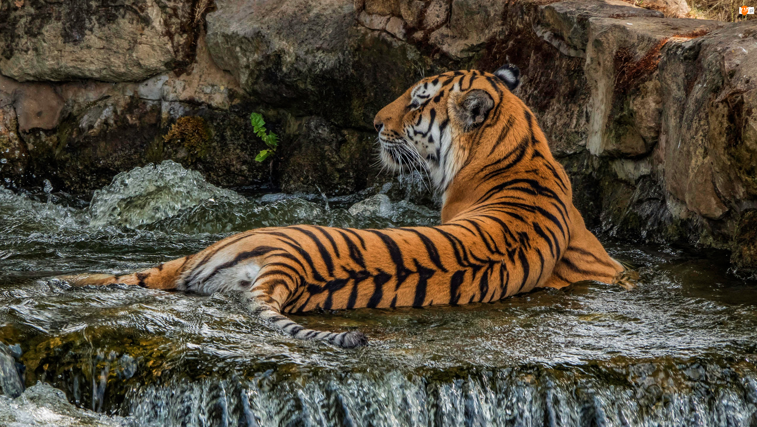 Woda, Leżący, Tygrys