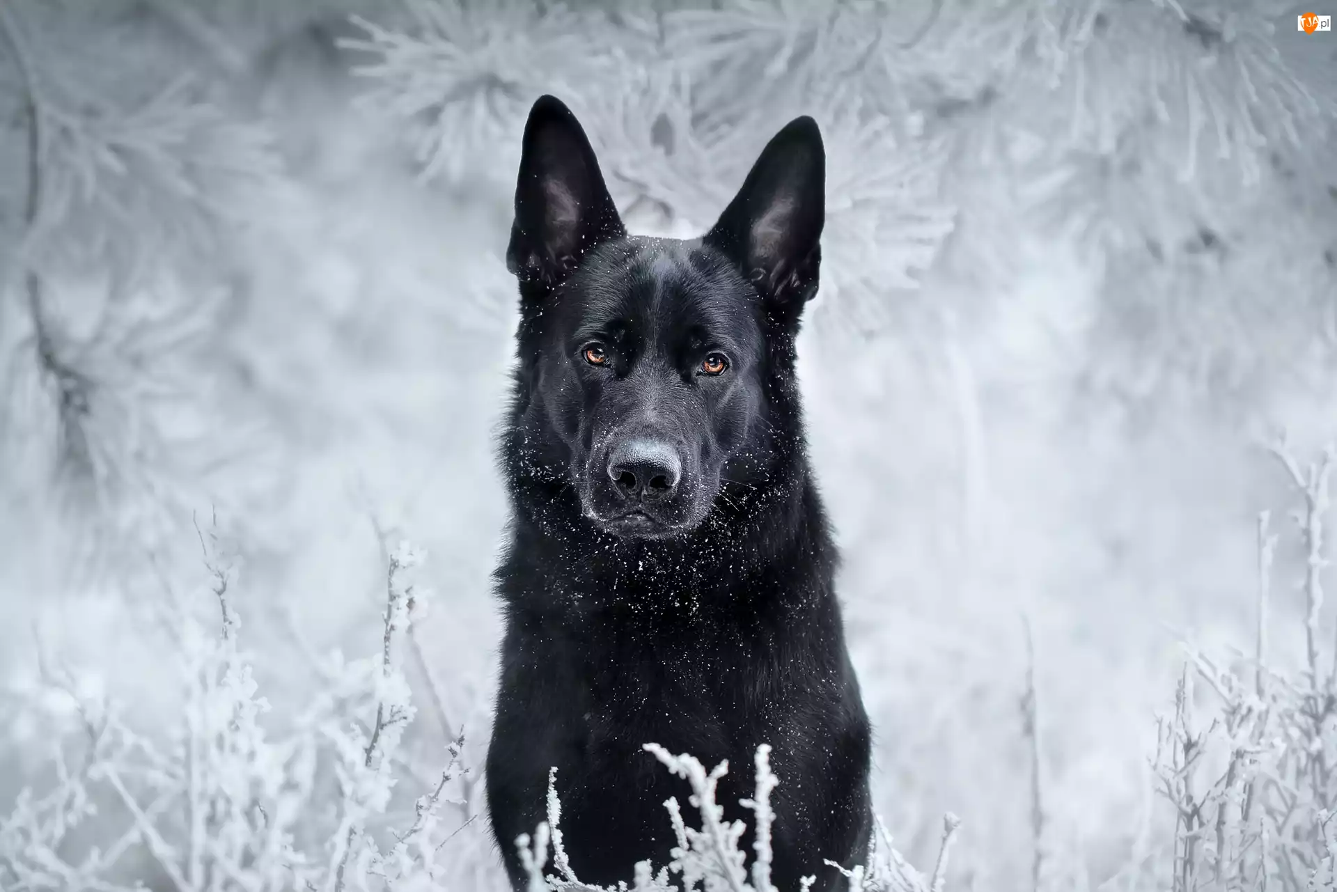 Śnieg, Pies, Owczarek niemiecki, Zima