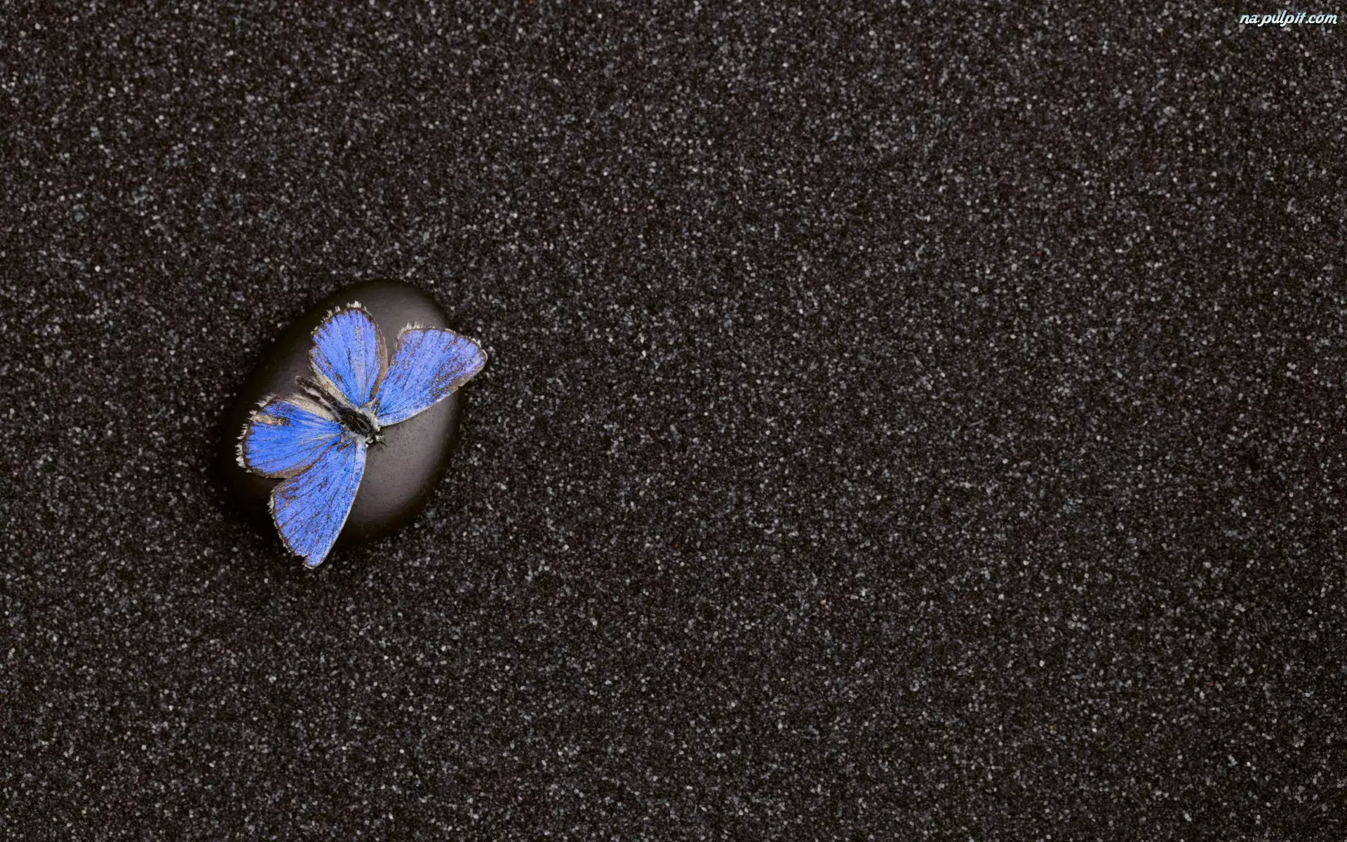 Modraszek ikar, Kamień, Motyl