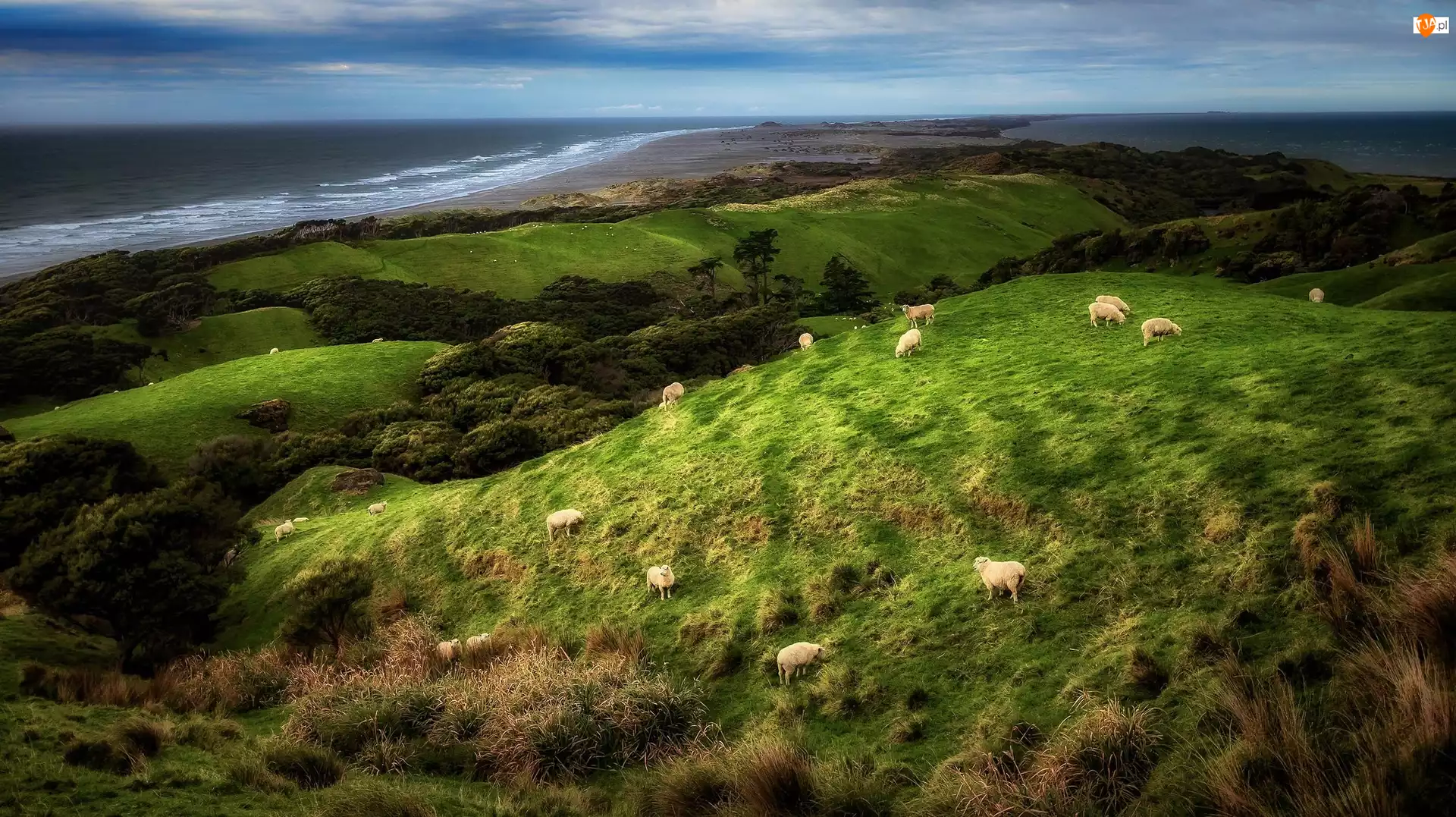 Owce, Rezerwat przyrody Farewell Spit, Wzgórza, Morze, Nowa Zelandia, Trawa, Wybrzeże, Krajobraz