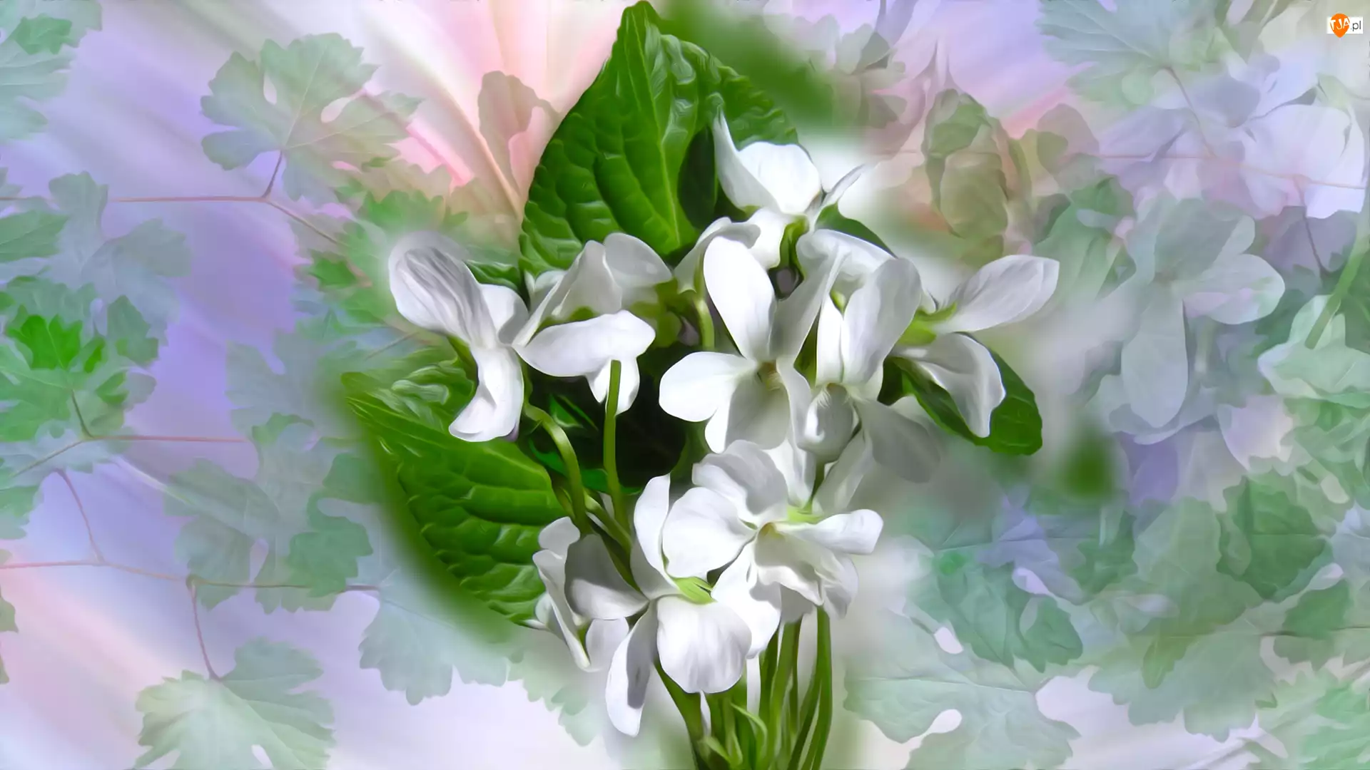 Grafika, Białe kwiaty