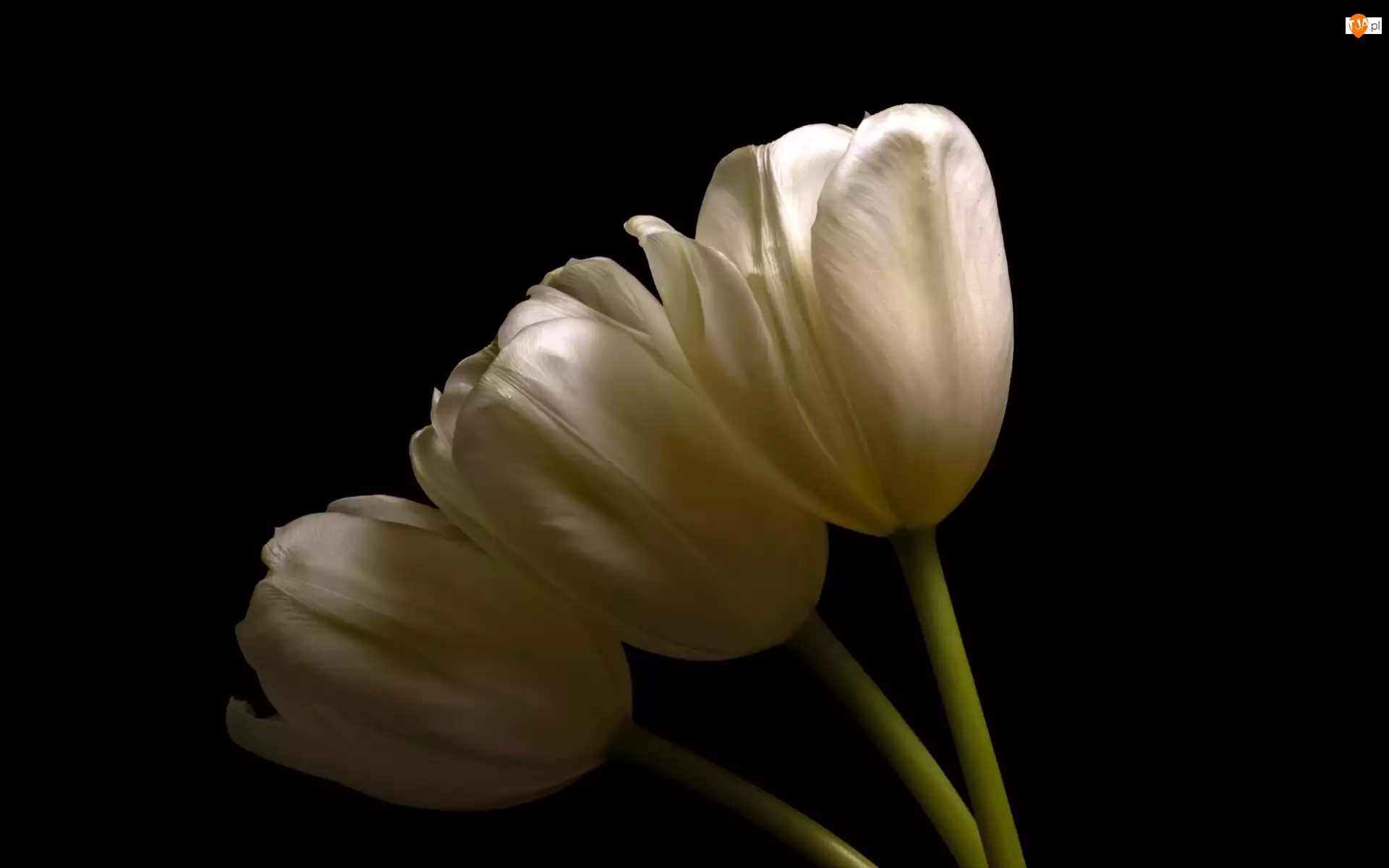 Tło ciemne, Kwiaty, Białe, Tulipany