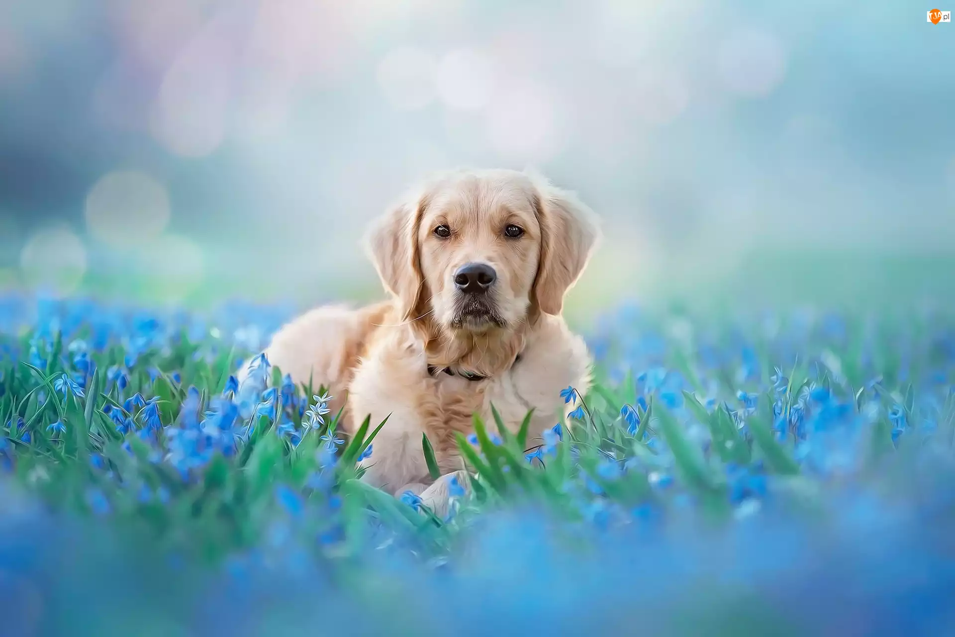 Pies, Leżący, Niebieskie, Grafika, Golden Retriever, Kwiaty